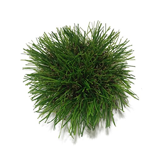 Pine Needle Grass