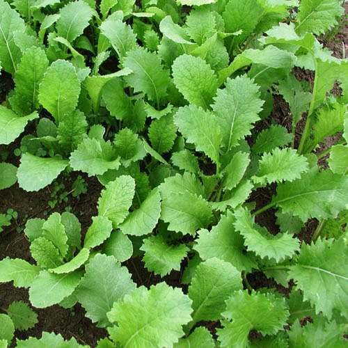 Outsidepride Brassica Deer Greens Seeds Mix - 5 LBS | Rape, Kale, Turnip & Radish for Deer Food Plots | Perfect for Wildlife Attraction, Hunting & Land Management