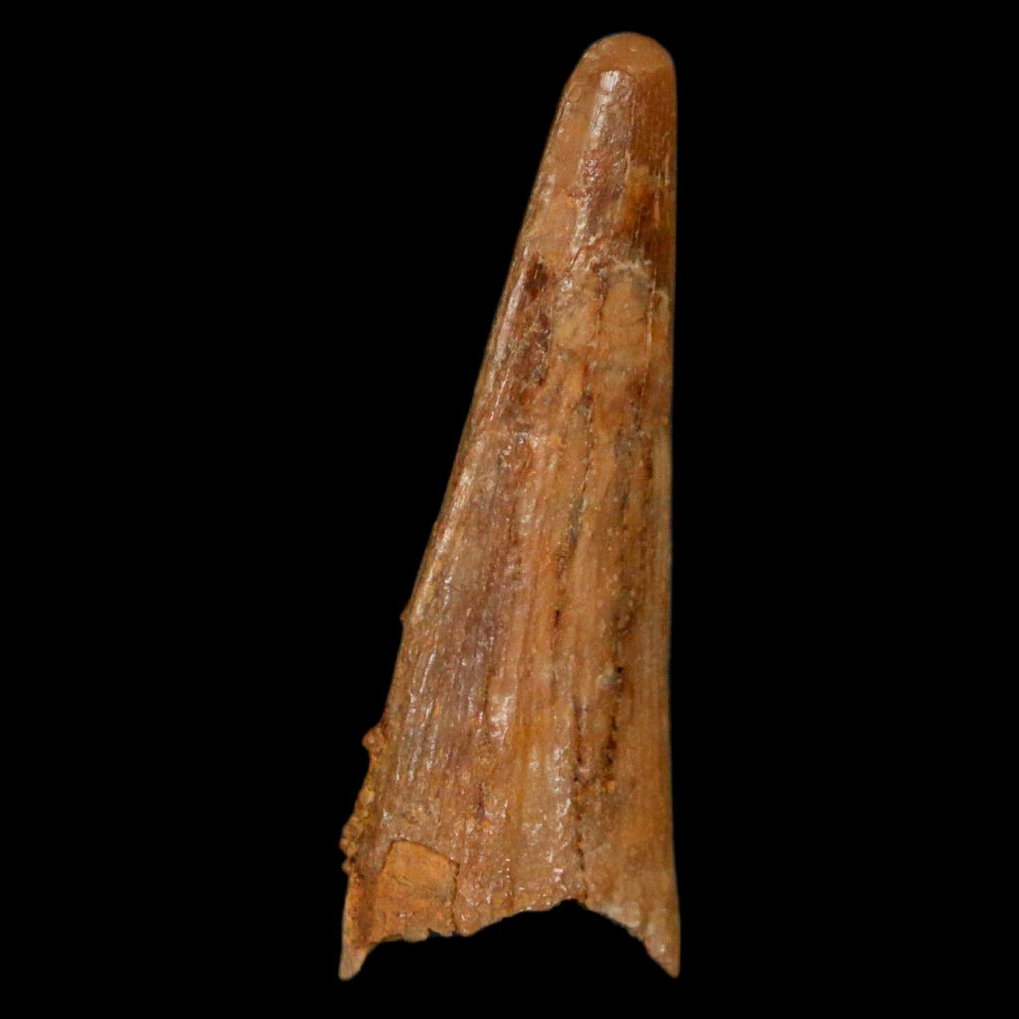 Authentic Pterosaur Coloborhynchus Fossil Tooth - Upper Cretaceous Era - Morocco Origin with COA - Rare Collectible Display Piece for Paleontology Enthusiasts & Home Decor