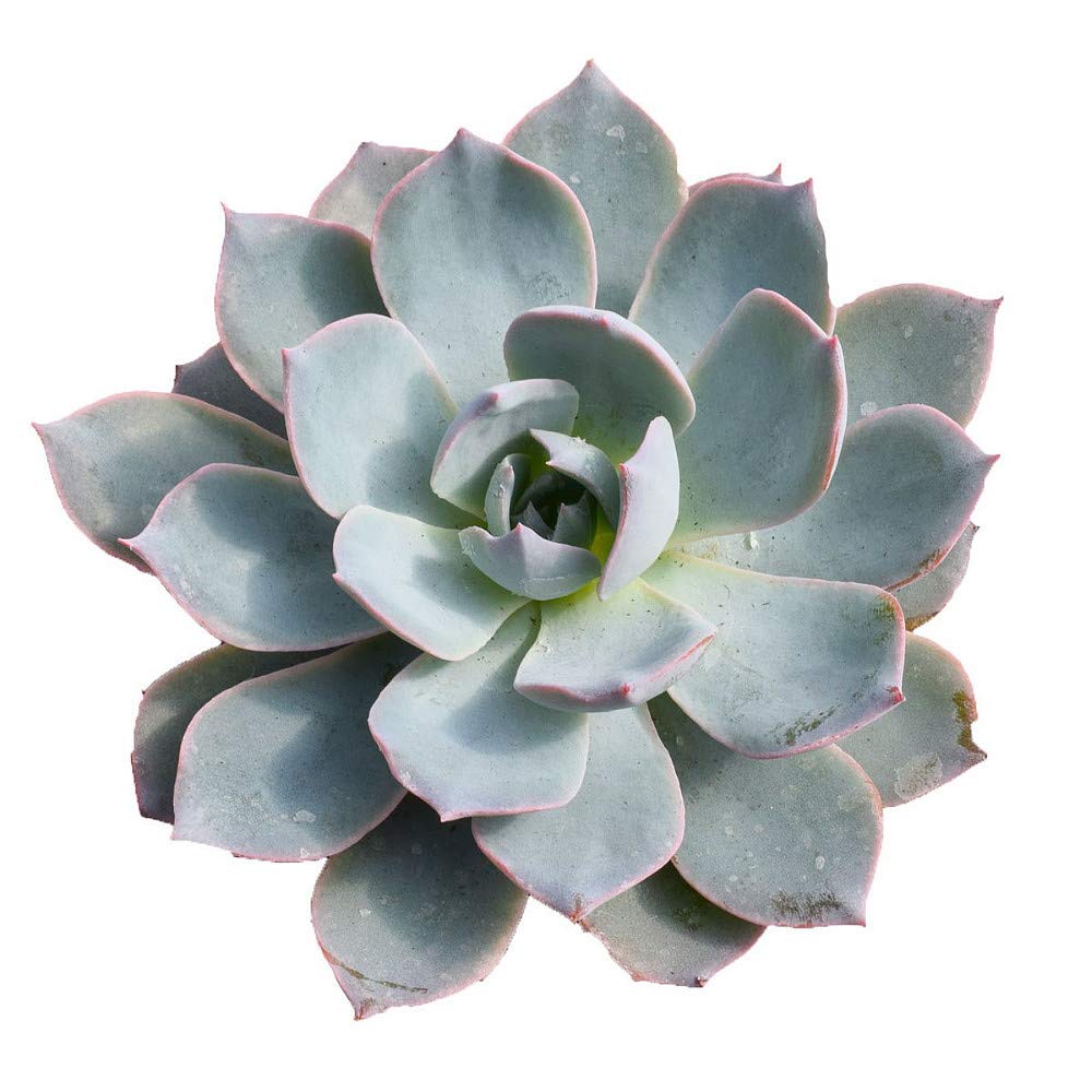 Morning Dew Desert Rose - Echeveria Subsessillis Succulent - Easy to Grow Low Maintenance Plant - 2.5 Inch Pot - Perfect for Home Office Decor, Windowsill Gardens & DIY Terrariums