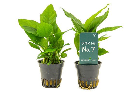 Dennerle Anubias Heterophylla (Tissue Culture Cup) - Live Aquarium Plant for Freshwater Fish Tanks, Aquascaping & Low Light Aquariums