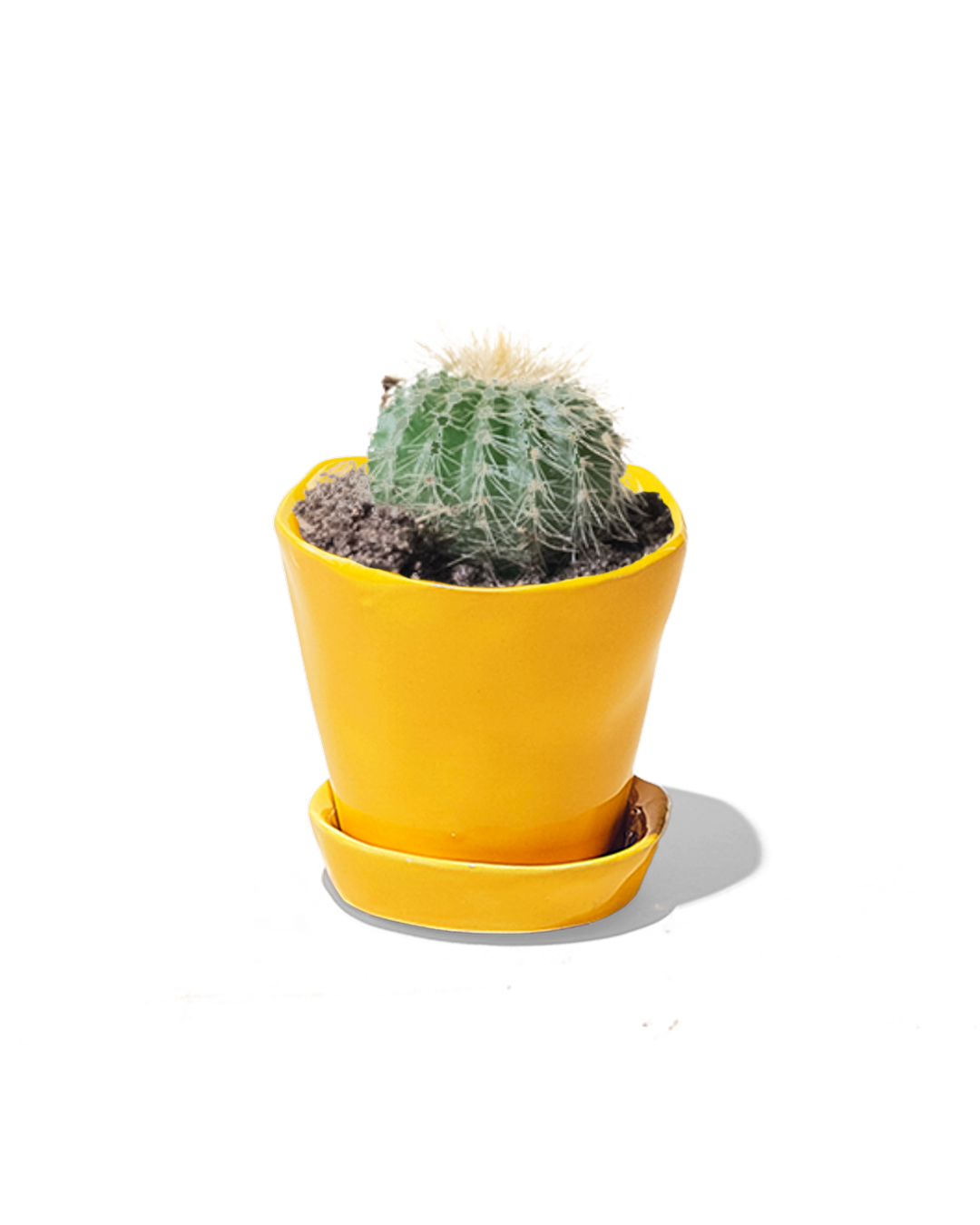 2 Inch Mini Cactus Potted Plant - Small Succulent for Home, Office, and Desk Decor