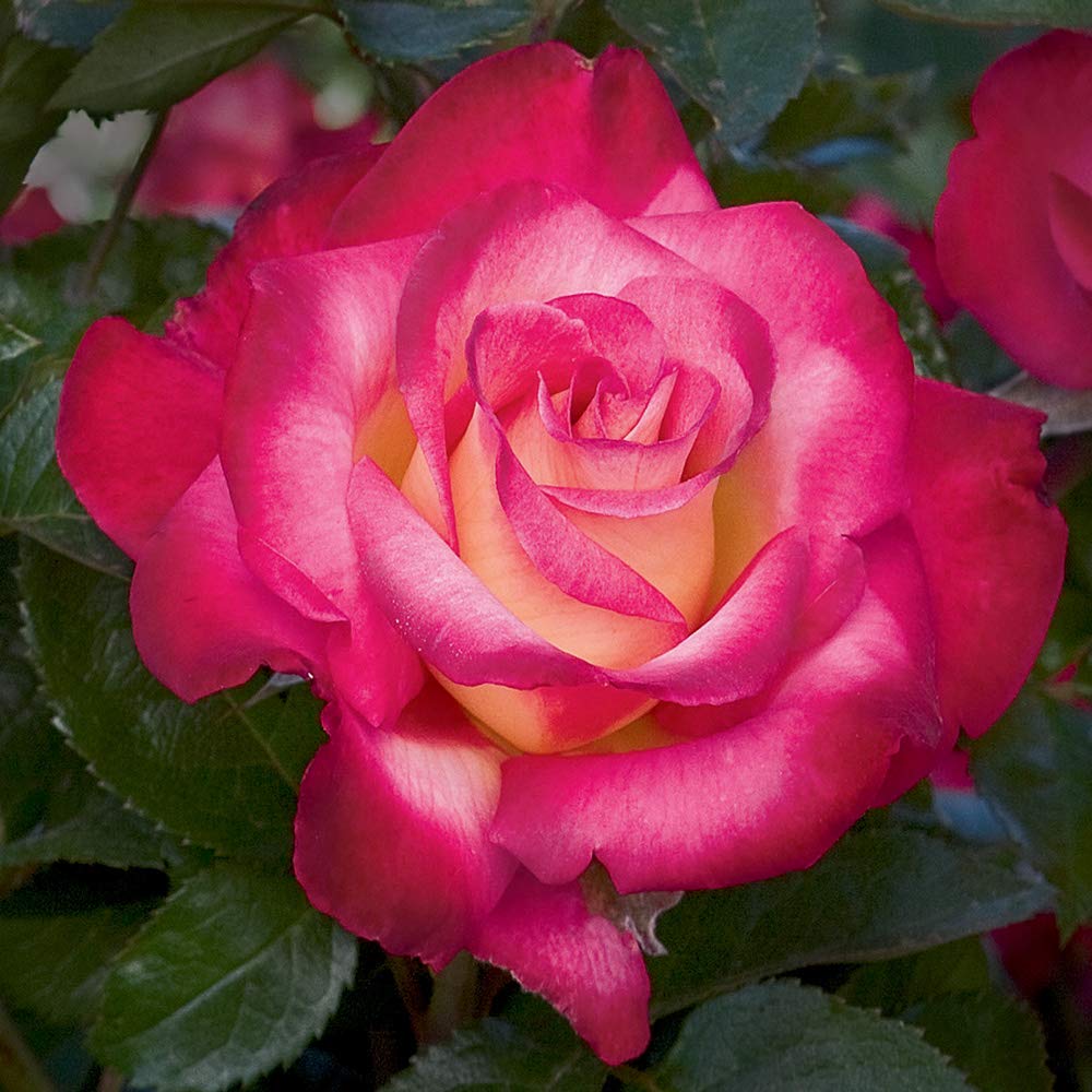 Heirloom Roses - Dick Clark Grandiflora Rose Bush, Live Outdoor Plant for Garden, Landscaping, and Patio Decor | Fragrant Blooming Perennial for Home & Wedding Bouquets