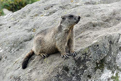 20x30 Inch Laminated Wall Poster - Vibrant Marmots Valais Jungfrau Region Aletsch Glacier Scenic Art Print - Perfect for Home, Office & Dorm Decor - Fits Standard Frames (Bright Colors, High-Quality Lamination)