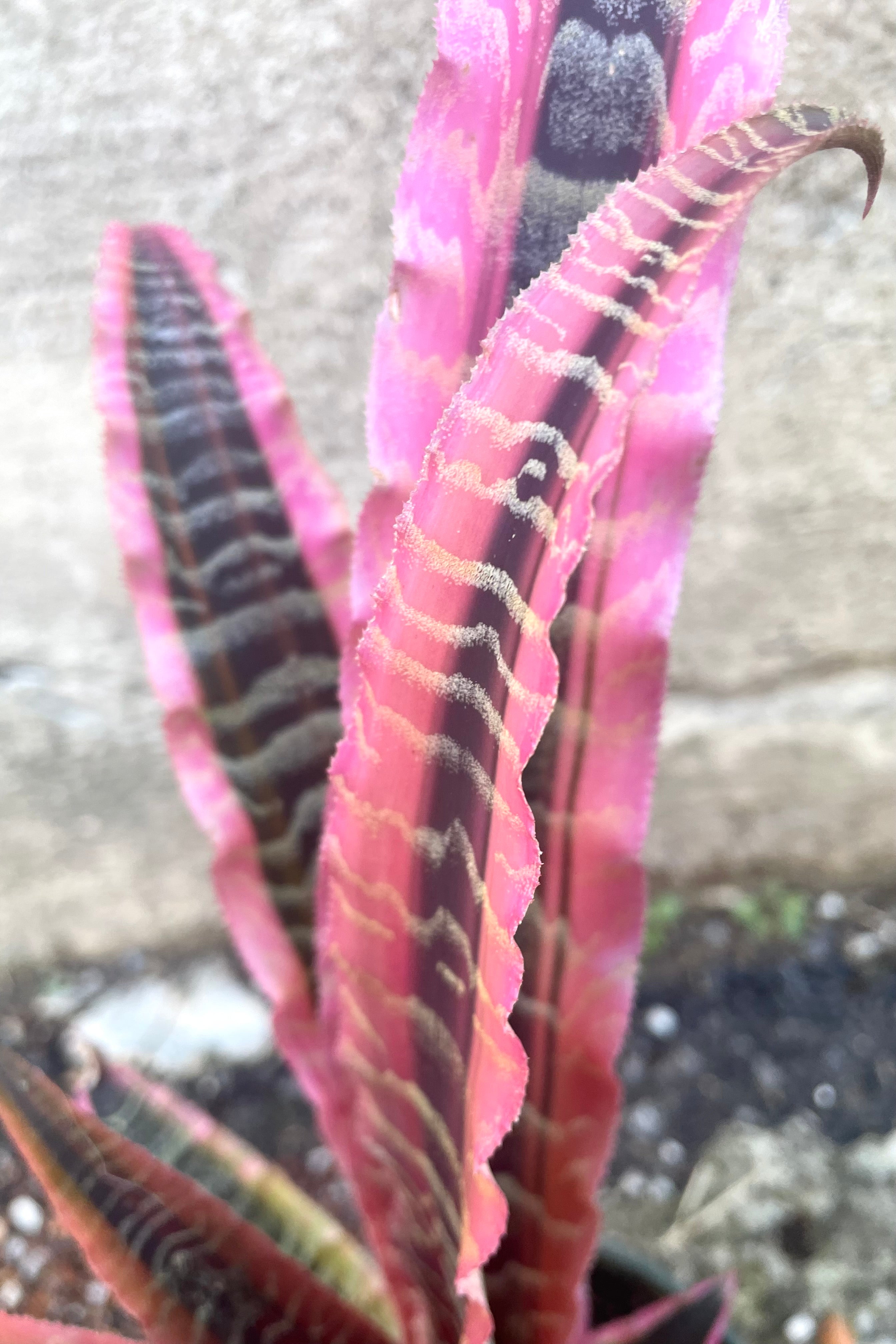 Cryptanthus 'Elaine' - 5 Pack Live Air Plants for Home Decor, Terrariums & Office Spaces | Easy Care Bromeliad Houseplants for Indoor Gardening & Gifts