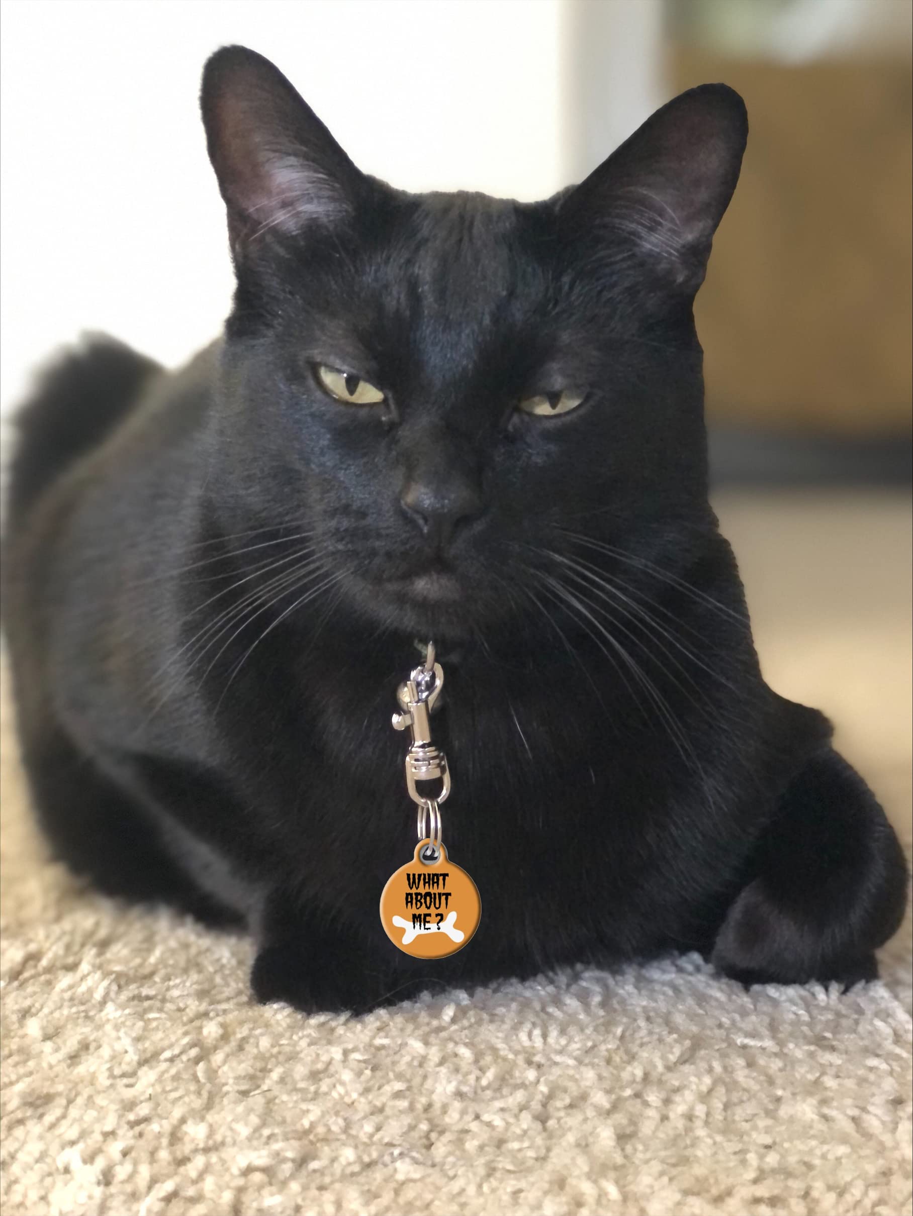 Custom Halloween Pet ID Tag for Dogs & Cats - Personalized Funny & Cute Small Dog Tag Art with Engraved Identification - Perfect for Holiday Costumes & Everyday Safety