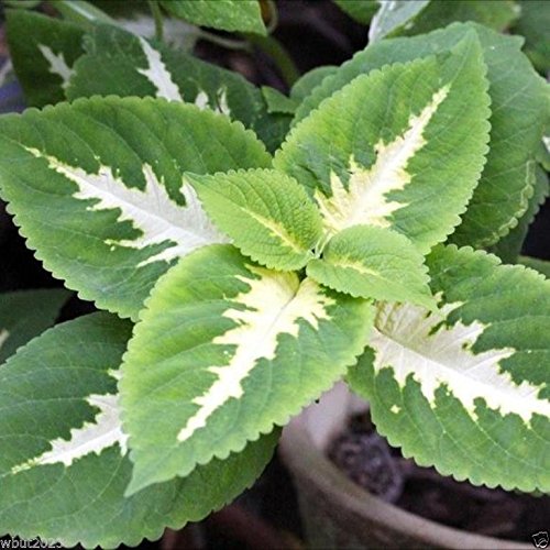 100 Wizard Series Jade Coleus Seeds - Shade Loving Perennial Plants for Garden, Landscaping & Containers
