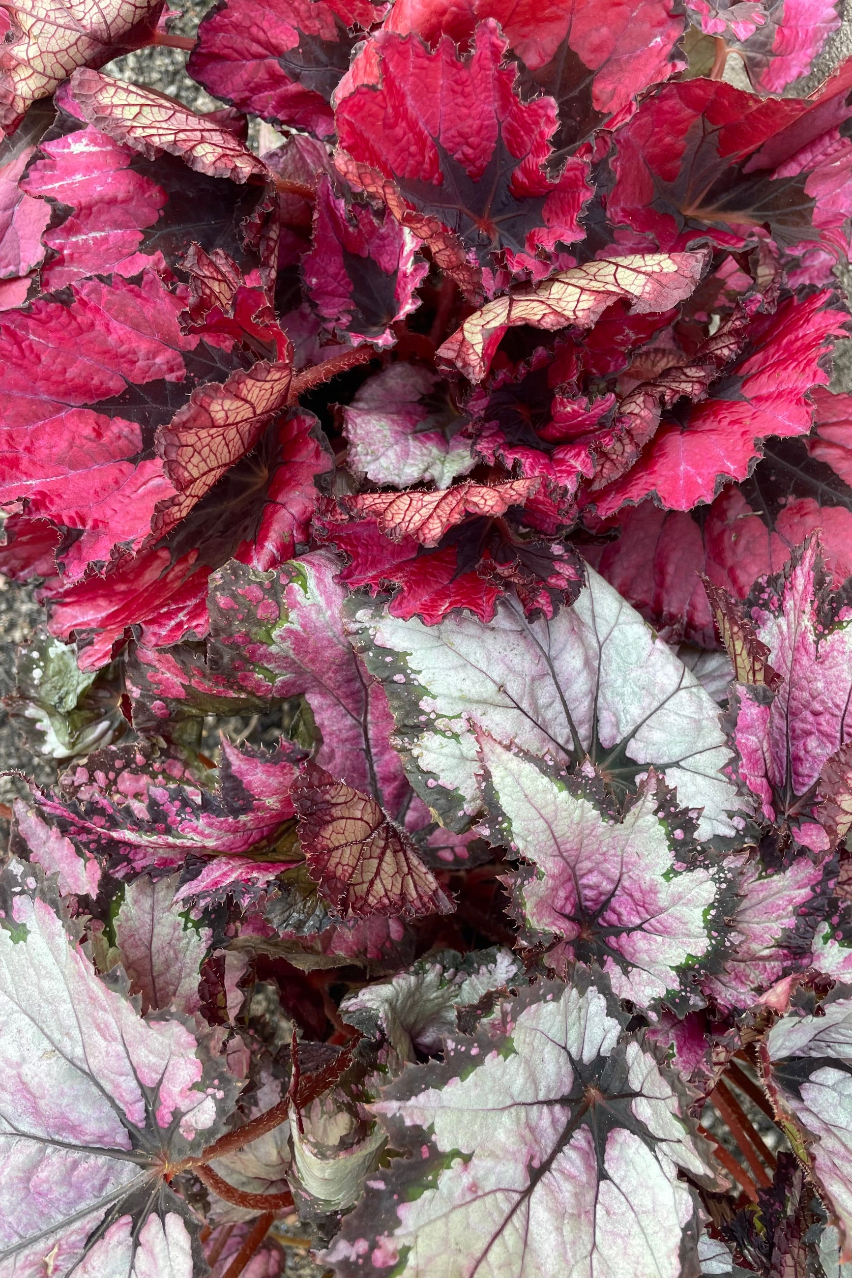 Buy Rex Begonia Cultorum - 6 Pack Live Plants for Indoor & Outdoor Gardening | Perfect for Home Decor, Office Spaces & Gift Ideas