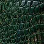 Green Alligator