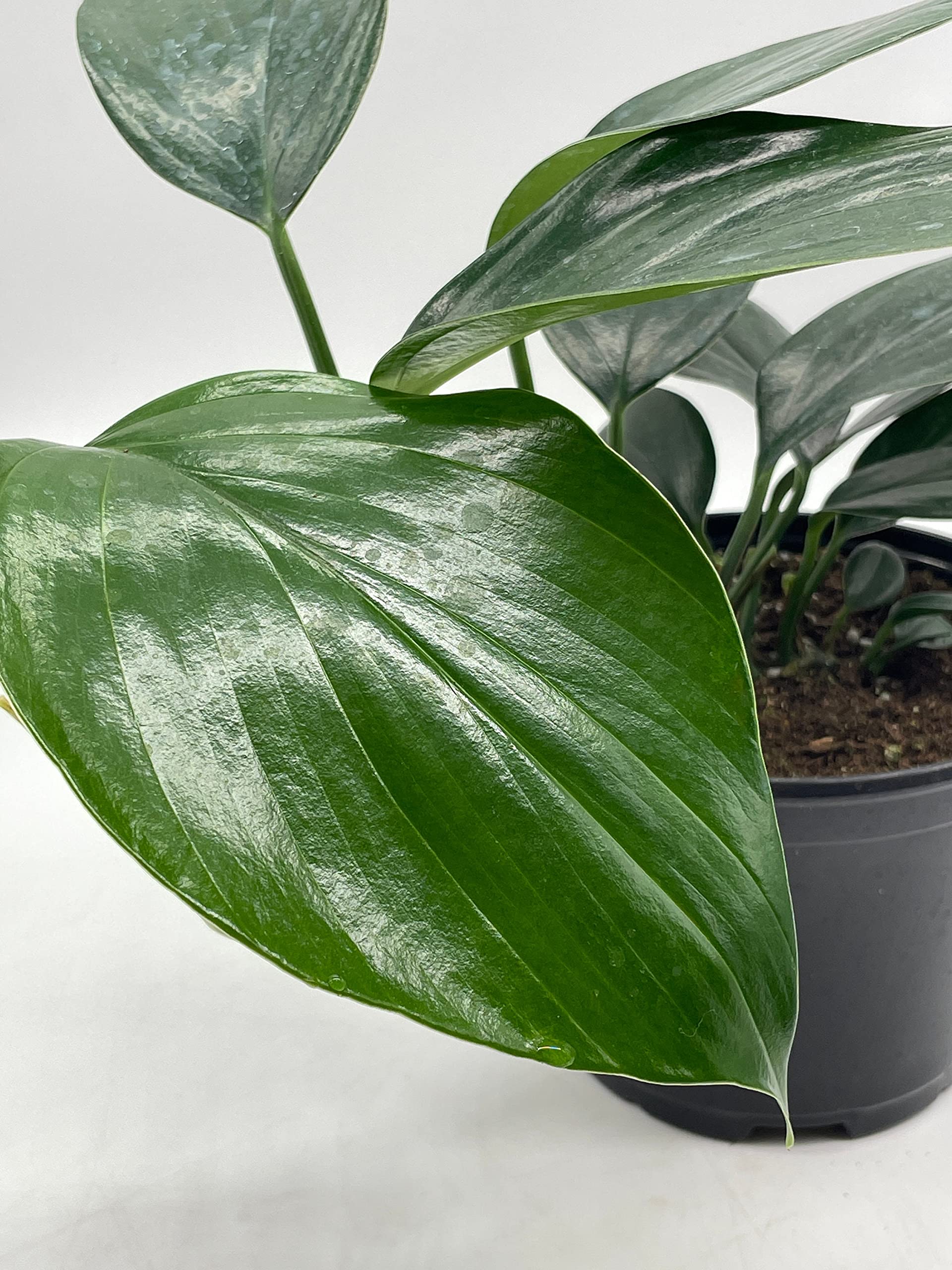 BubbleBlooms Dragon Tail Plant (Rhaphidophora Decursiva) in 6 Inch Pot - Low Light Indoor Houseplant for Home & Office Decor