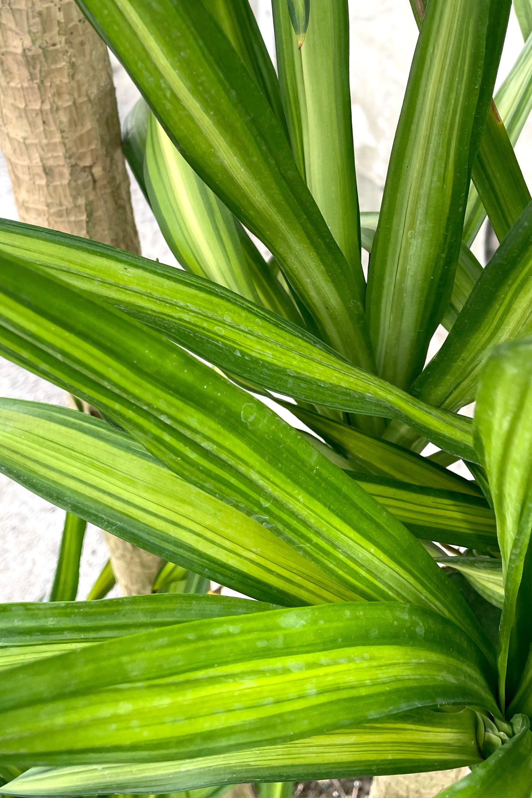 Dracaena deremensis 'Rikki' 12 Cane - Tall Indoor House Plant for Home & Office Decor - Perfect for Living Room, Bedroom, or Workspace