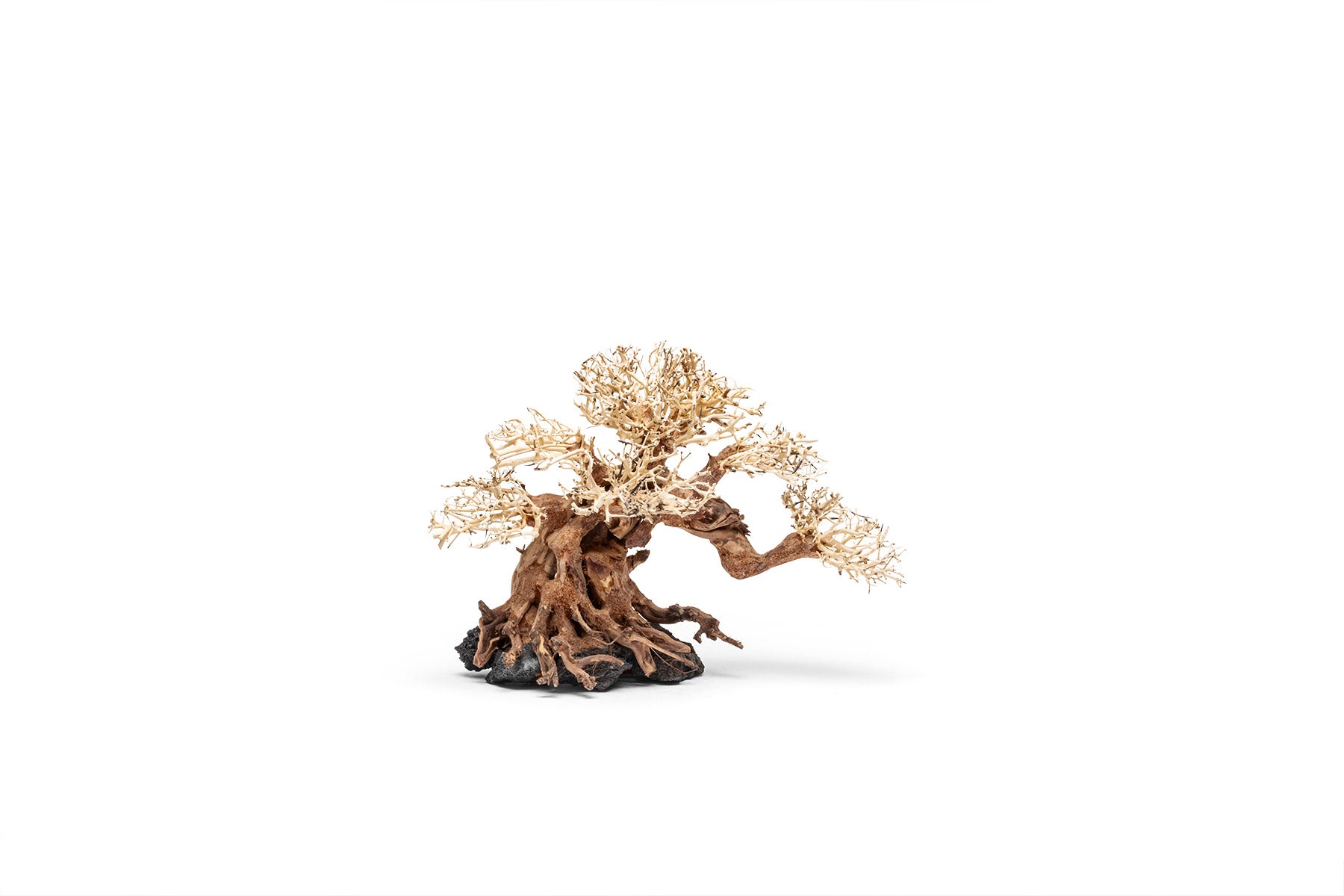 Premium Uns Bonsai 014 - Miniature Bonsai Tree for Home & Office Decor, Zen Garden, Gift Idea