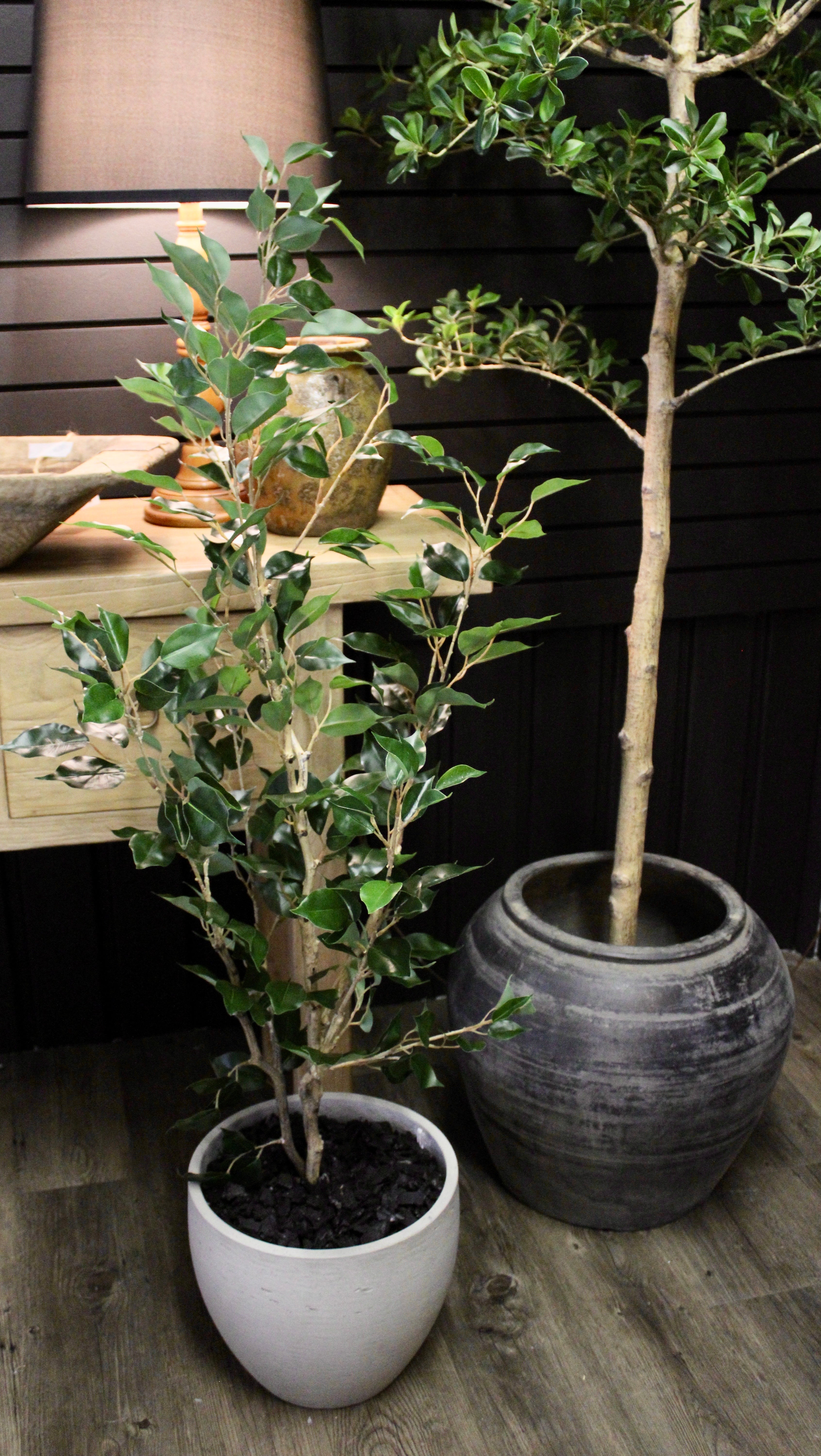 4' Benjamina Ficus Tree - Perfect Indoor Plant for Home & Office Decor | Low Maintenance Houseplant for Living Room, Bedroom, or Workspace