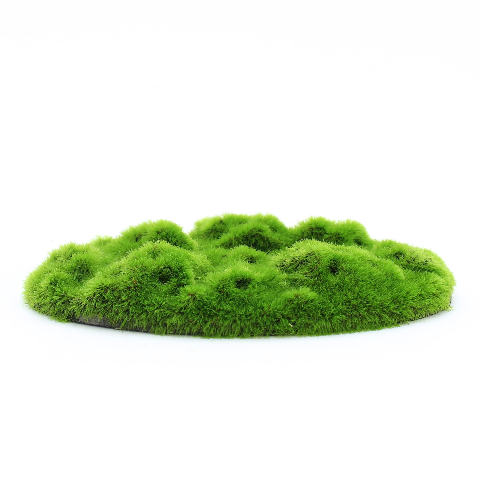 Penn-Plax Aqua-Flora Aquarium Decor with Glosso Plant Seeds - Natural Moss Patch for Freshwater Fish Tanks - Safe & Healthy Habitat for Betta, Guppies & Tropical Fish - Perfect for Planted Aquariums & Aquatic Environments