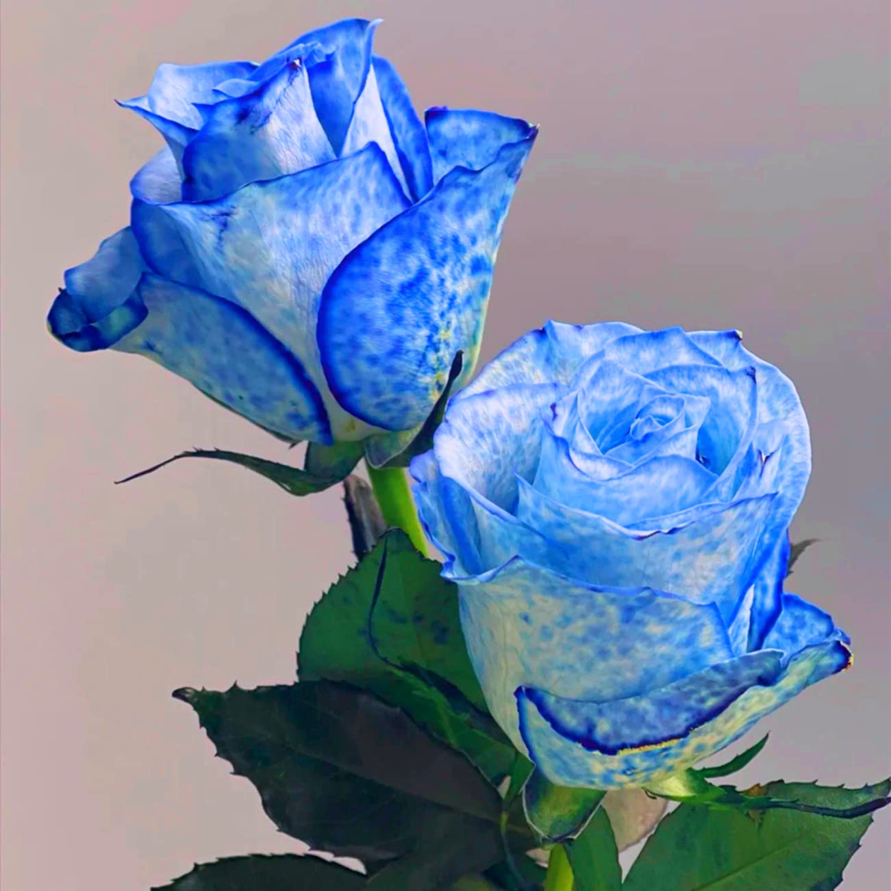 Perennial Rose Tubers - Ready to Plant Year Round, Grows Well in Pots & Gardens - Perfect for Home Decor, Wedding Gifts & Landscaping (3 Rose Plants)