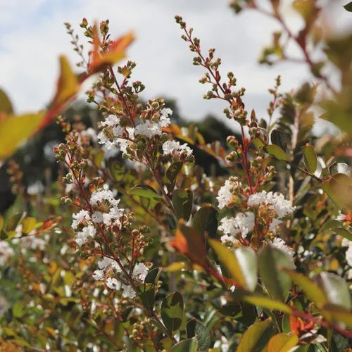Buy Lagerstroemia indica x fauriei 'Acoma' Crape Myrtle Tree - Dwarf Flowering Shrub for Landscaping & Garden Decor