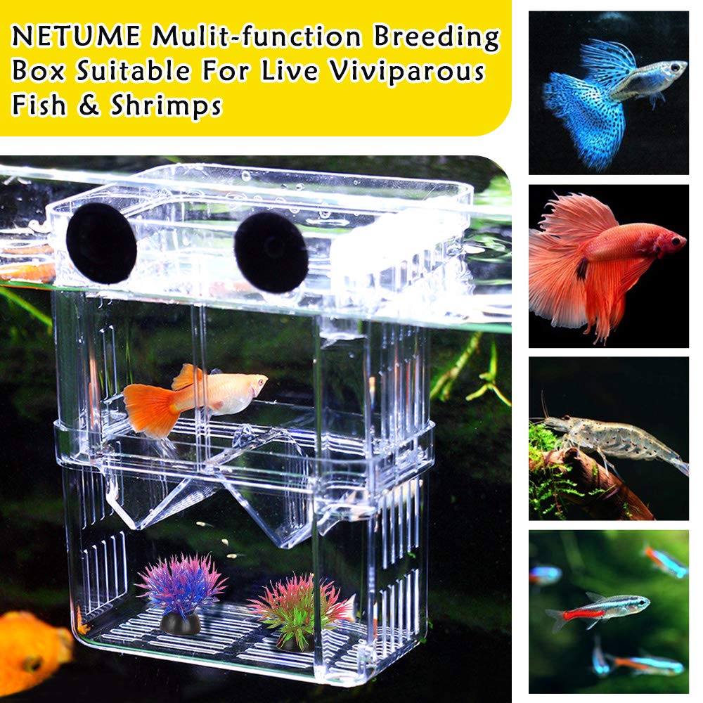 NETUEM Acrylic Double Layer Fish Breeding Box - Floating Isolation Hatchery for Guppy, Tropical Fish & Fry | L Size with Suction Cups | Ideal for Aquarium Fish Breeding, Fry Protection & Tank Division