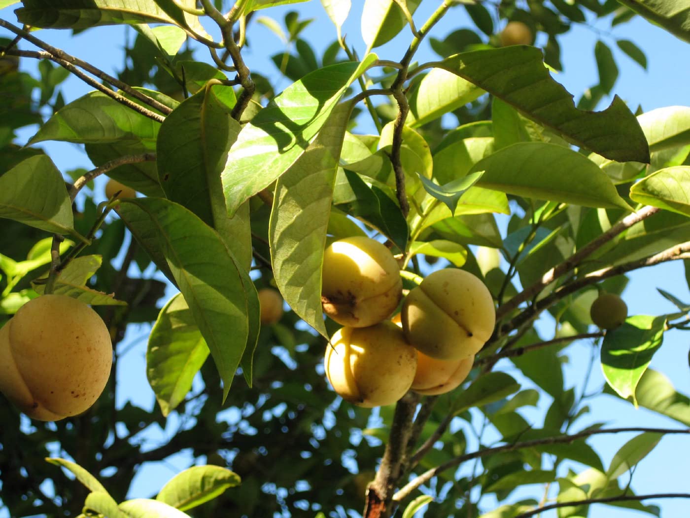 FTG Goods 1 Nutmeg Tree Seeds (Myristica Fragrans) - Light Yellow Nut Fruit Pala Plant for Home Garden & Spice Growing | Perfect for Cooking, Aromatherapy & DIY Herbal Remedies