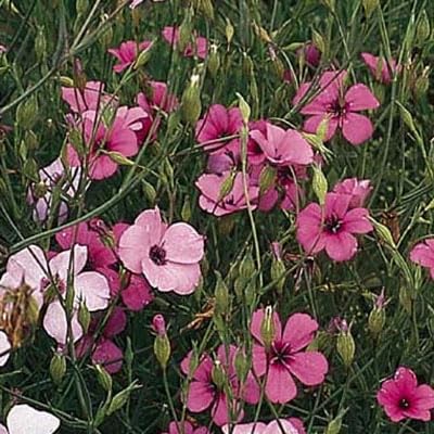 Outsidepride 10,000 Annual Rose Viscaria Flower Seeds for Planting - Beautiful Garden Flowers for Borders, Bouquets & Landscaping