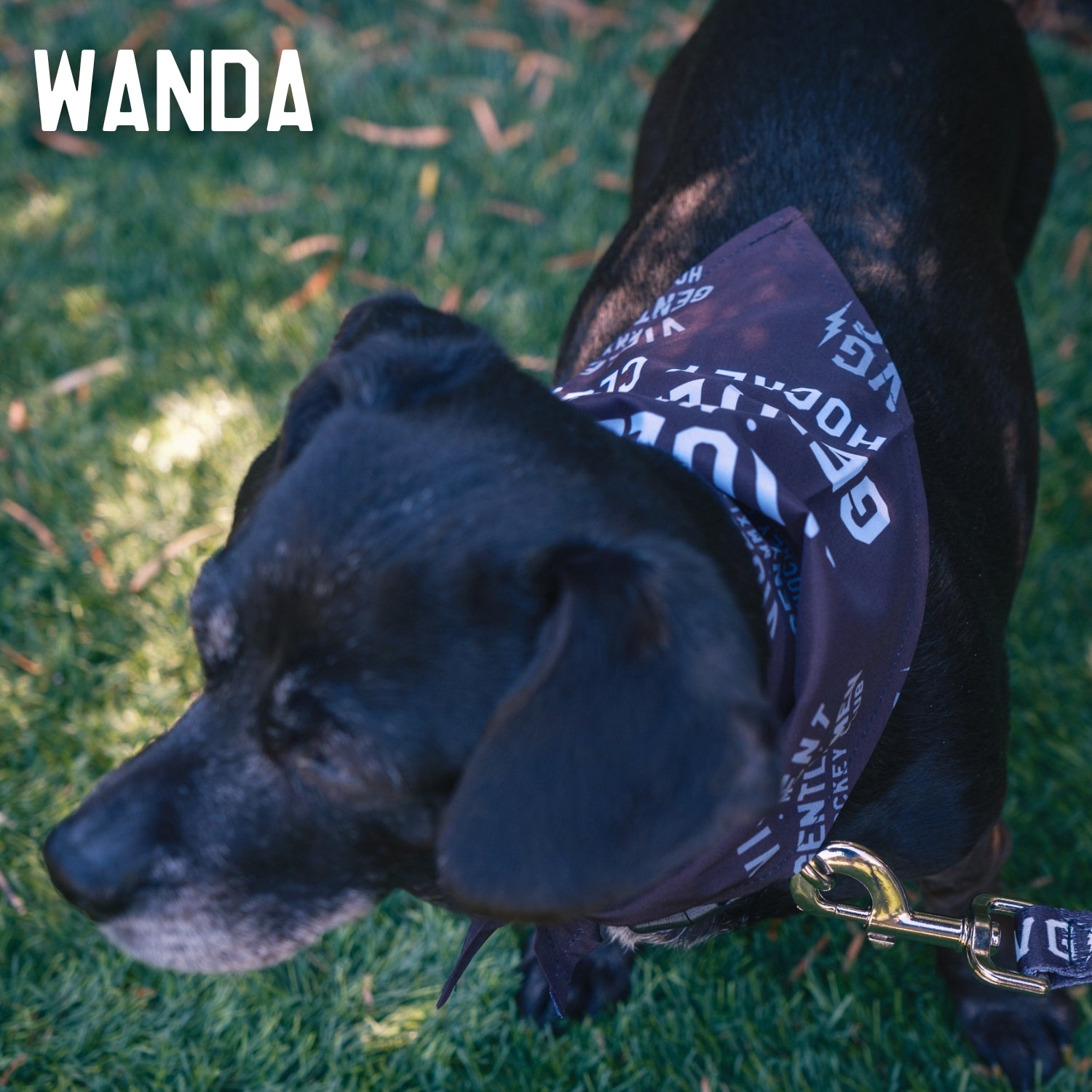 Premium Dog Bandana - Customizable Pet Bandana for Dogs & Cats - Perfect for Pet Grooming, Photos & Special Occasions
