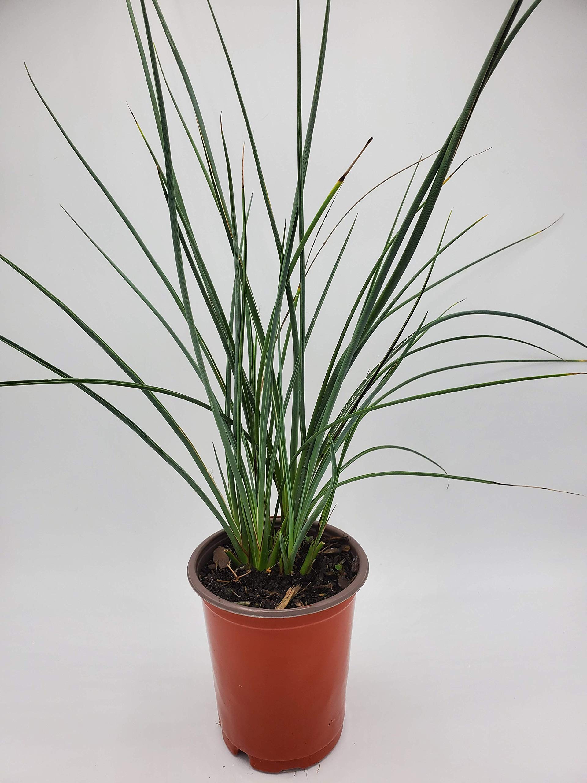 Red Yucca Plants (Hesperaloe parviflora) - Live Quart Container - 6-12