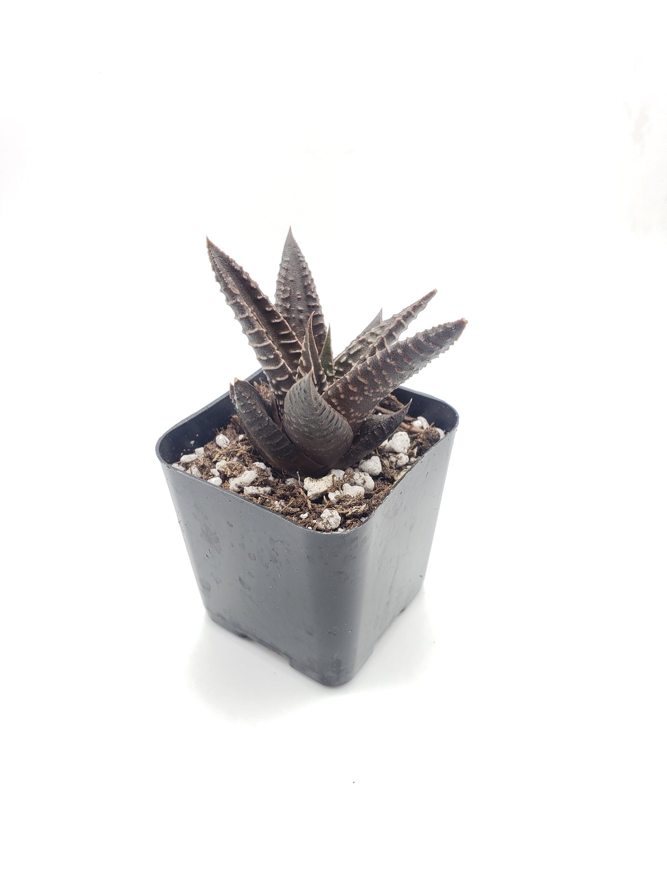 Haworthia Limifolia Fairy Washboard Succulent Plant - Rare Live Succulent for Home Decor, Office Desk, and Garden Arrangements
