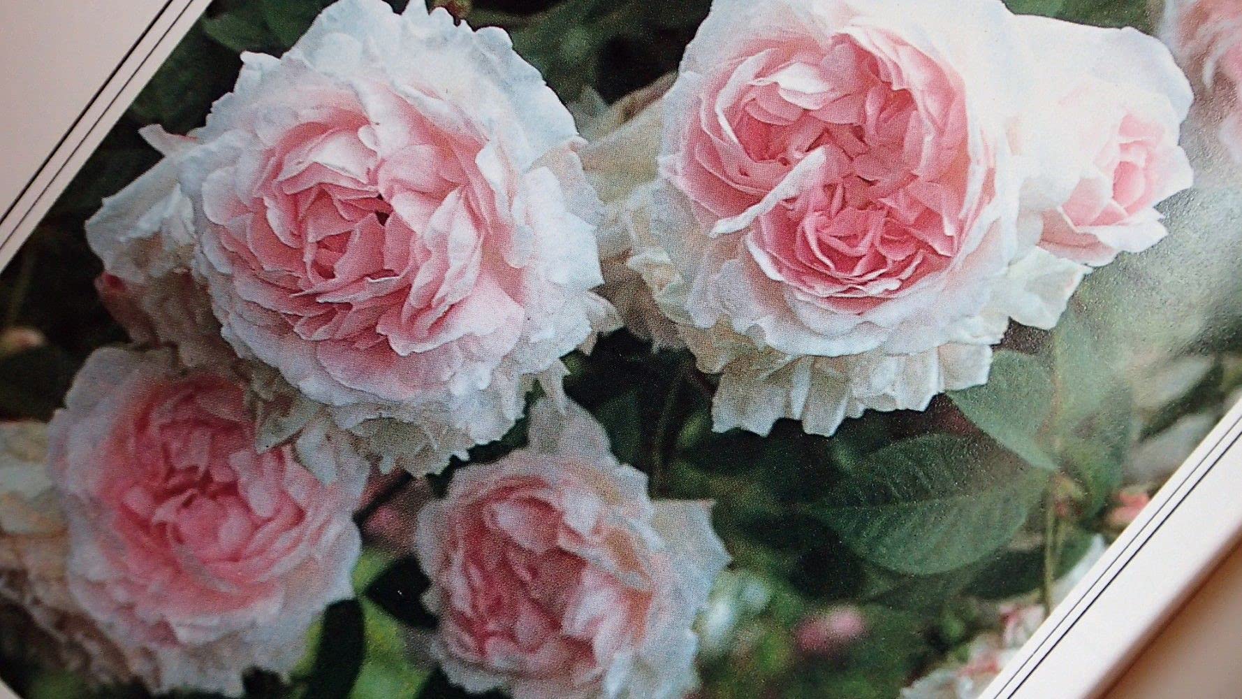Rose Gardening Guide: Tips & Techniques for Beautiful Blooms | Perfect for Home Gardens & Landscaping