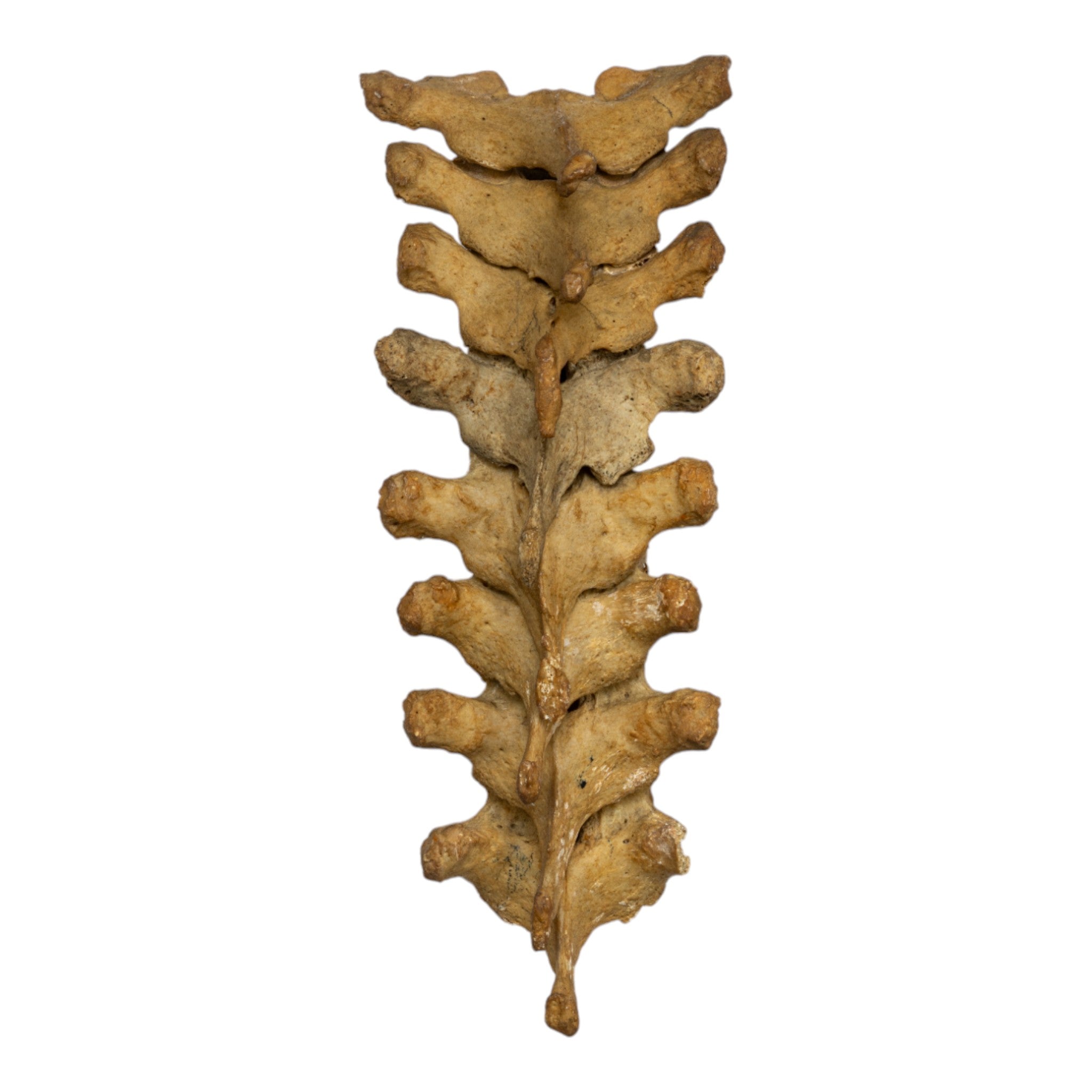 Authentic Human Thoracic Vertebrae Set of 8 - Perfect for Medical Education, Anatomy Study & Skeletal Display