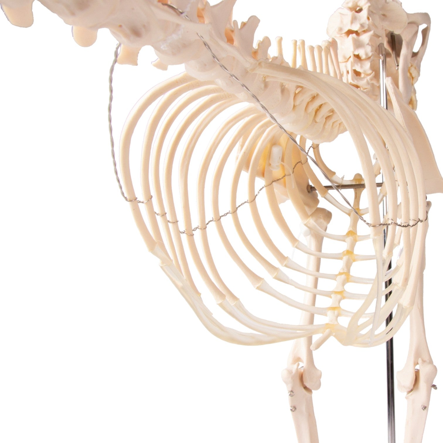 Realistic Replica Dog Skeleton Olaf - Halloween Pet Costume & Home Decor for Spooky Parties, Themed Events, and Veterinary Education