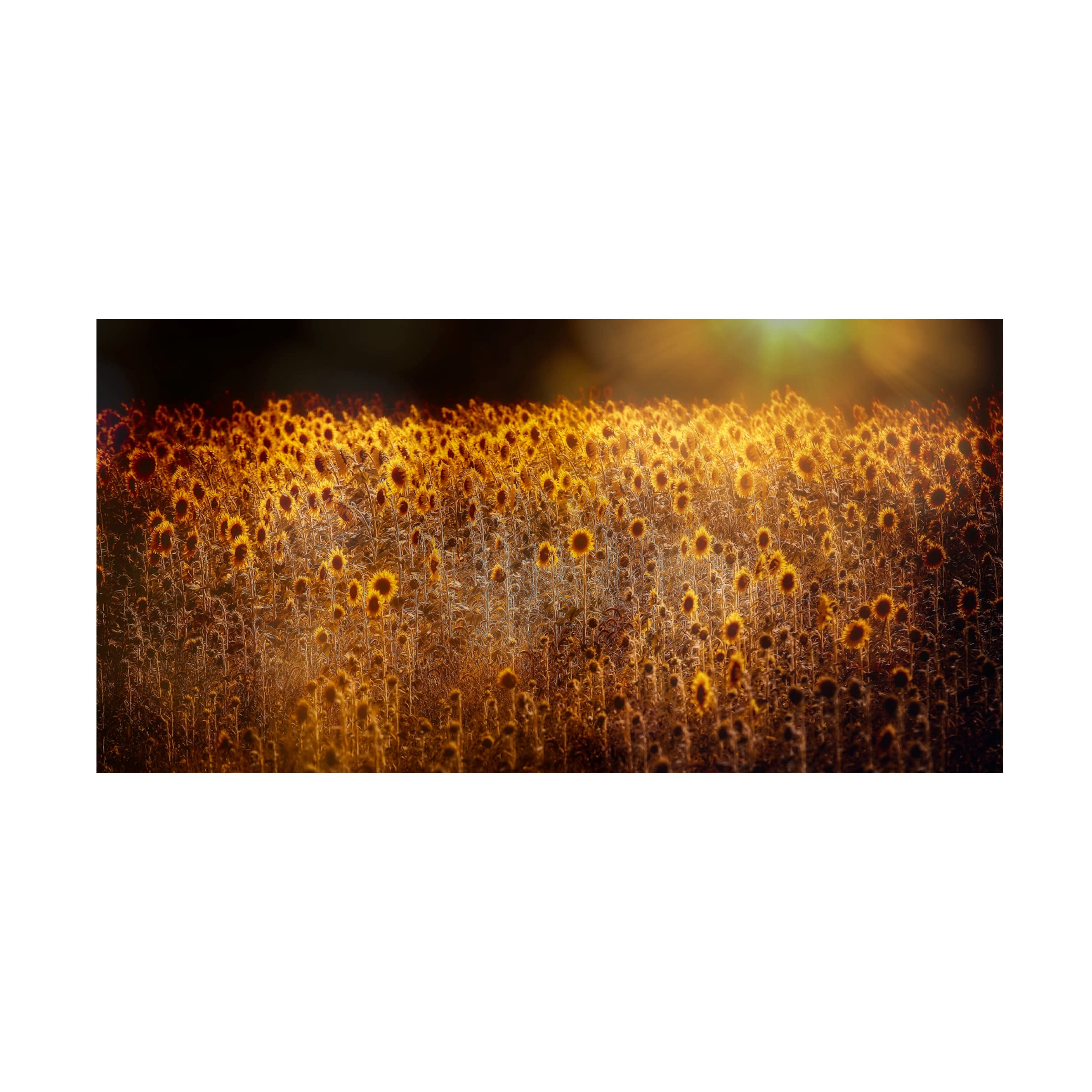Trademark Fine Art 'Fields Of Gold' Canvas Wall Art by Anna Cseresnjes - Hand-Painted Landscape Oil Painting for Living Room, Bedroom & Office Decor