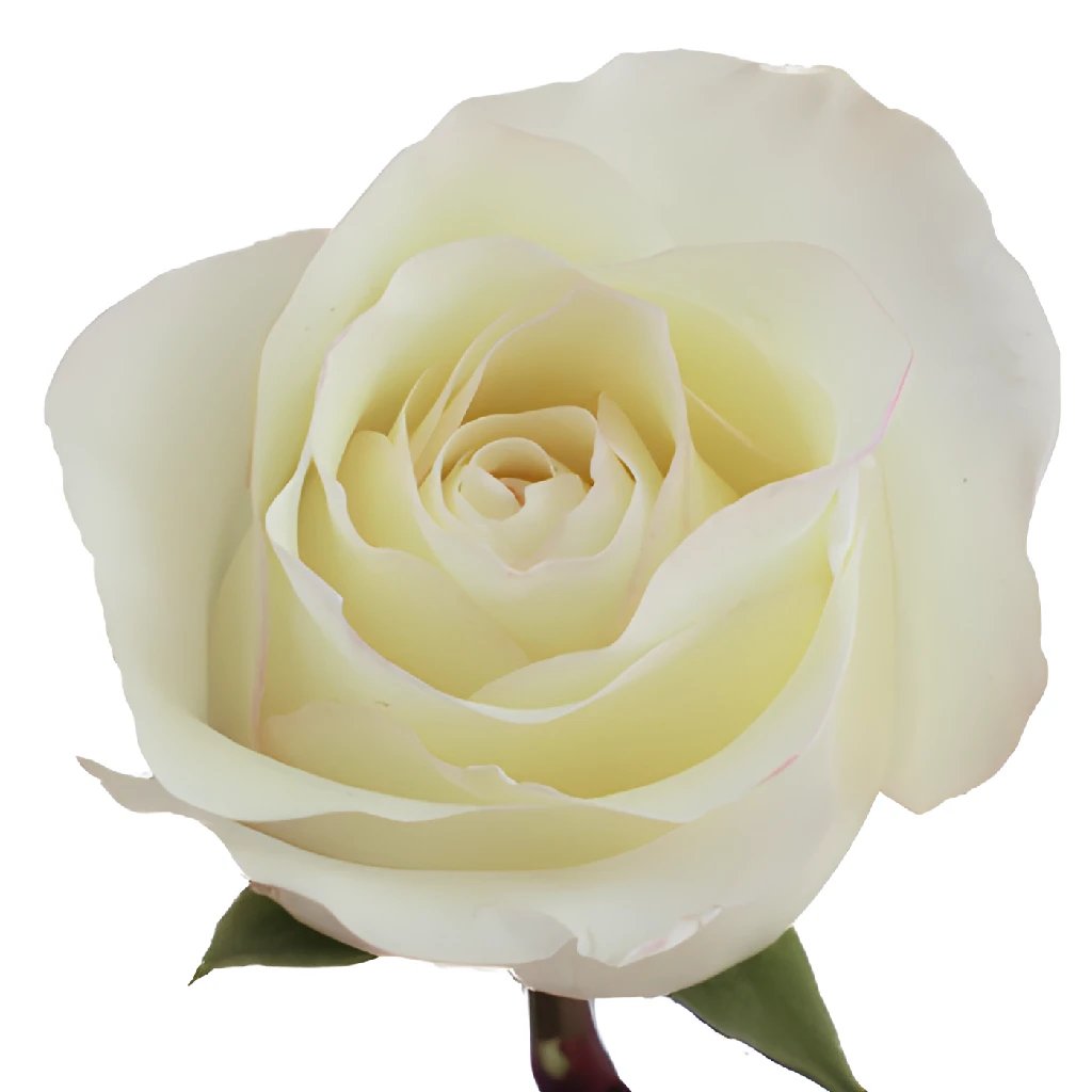 Anastasia White Rose - Premium Artificial Silk Rose Flowers for Home Decor, Wedding Bouquets, and Event Centerpieces | Elegant Floral Arrangement for Tables, Parties, and Romantic Gifts