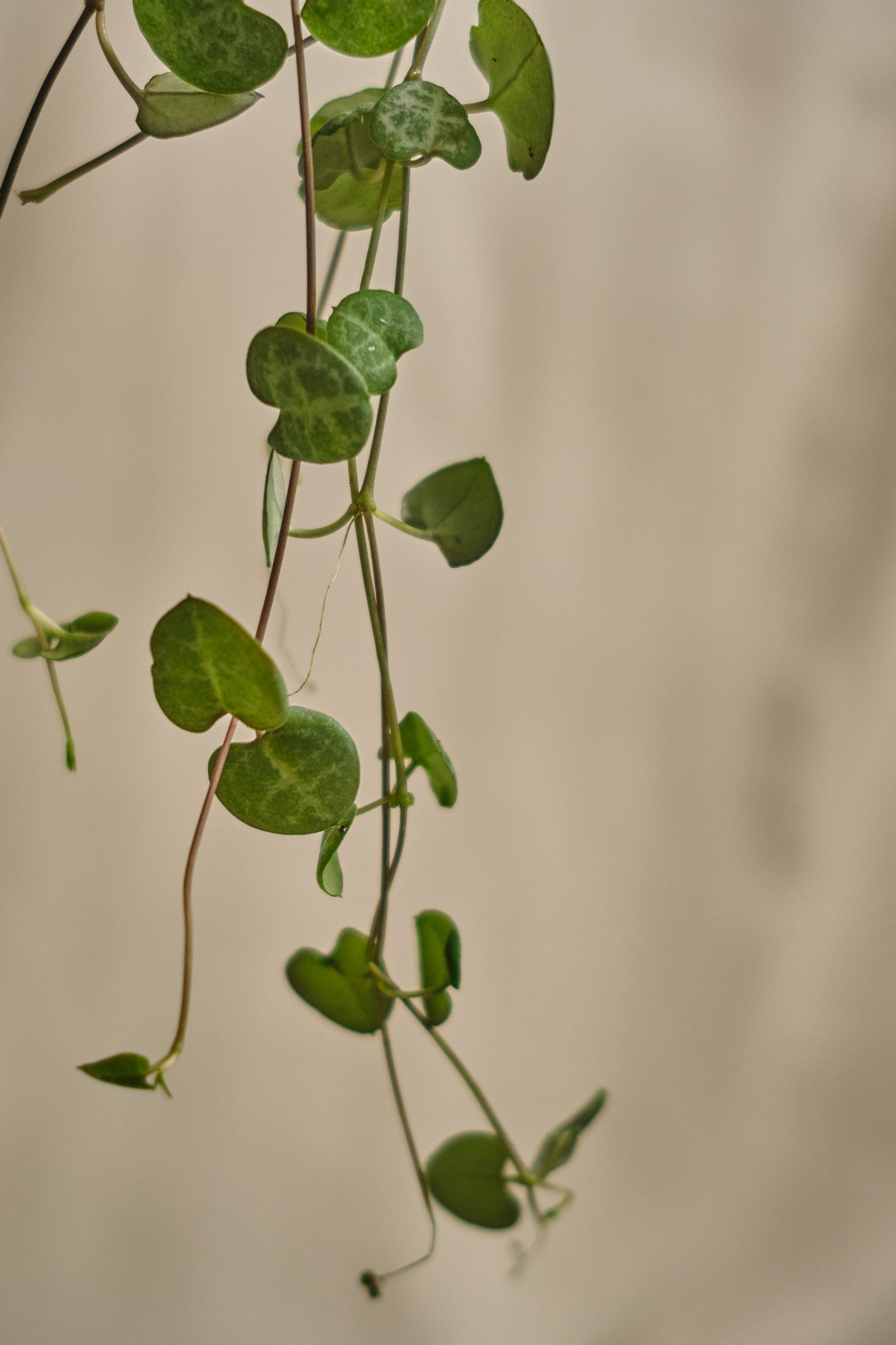 Ceropegia Woodii - Heart-Shaped Hanging Succulent Plant for Home & Office Decor | Perfect for Indoor Gardens, Shelves, and Balconies