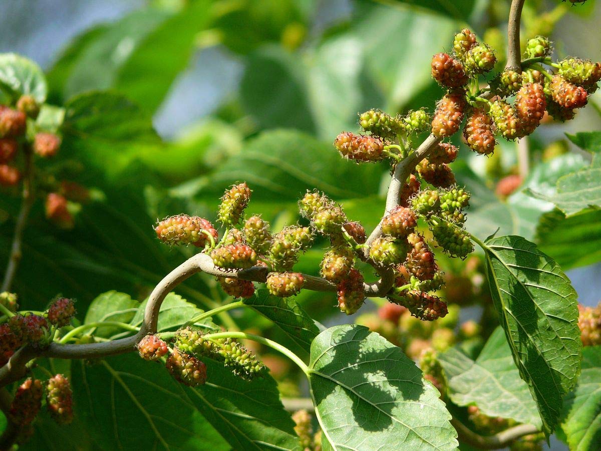 80+ Morus Mulberry Fruit Tree Seeds - Rare Edible Varieties for Bonsai, Garden Planting & Home Gardening | Perfect for Landscaping, DIY Projects & Fresh Fruit Harvest