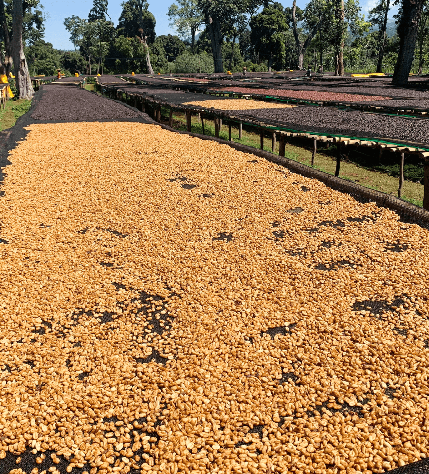 Premium Ethiopian Buriso Amaje Natural Coffee Beans - Single Origin, Organic, Fair Trade - Perfect for Home Brewing, Espresso & Gifting