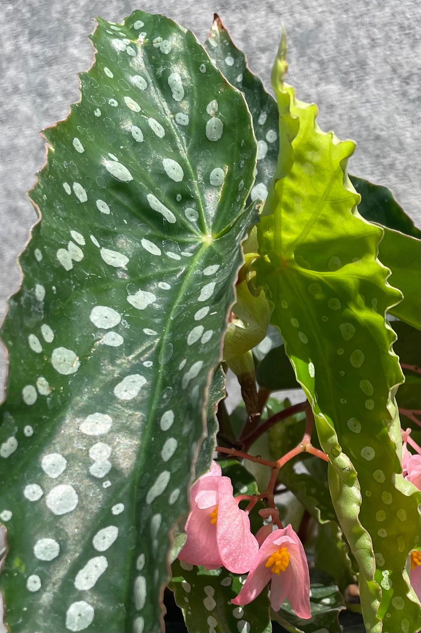 Begonia x 'My Special Angel' 4