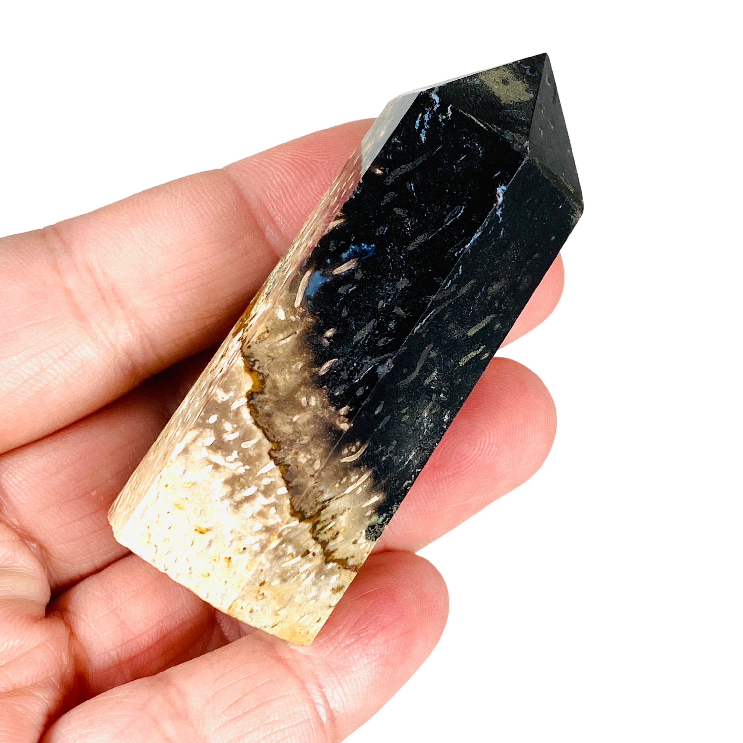 Petrified Palm Root Generator RTP 02 - Natural Fossilized Wood Power Source for Home Decor & Science Projects
