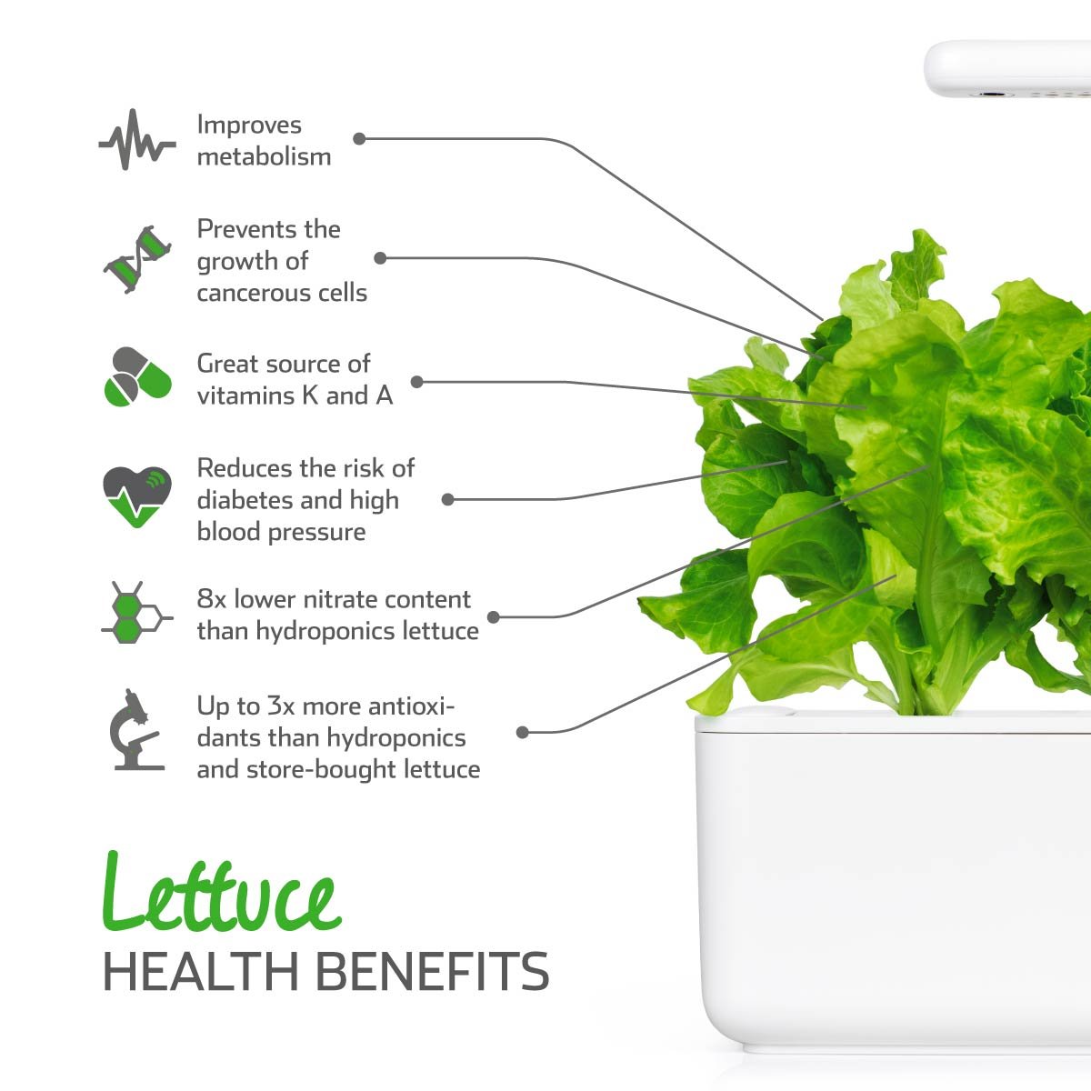 Click and Grow Green Lettuce 3-Pack Plant Pods for Smart Garden - Fresh Indoor Salad Greens Kit for Home Gardening - Perfect for Kitchen Countertops, Office Desks & Urban Farming