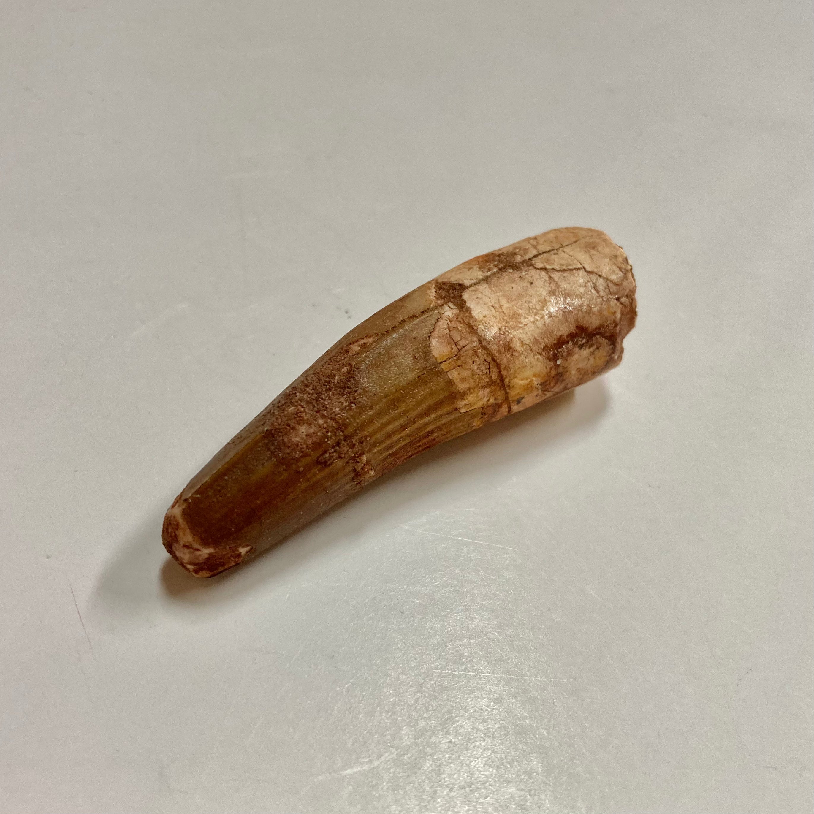 Authentic Spinosaurus Tooth Fossil - Dinosaur Collector's Item & Educational Specimen - Perfect for Paleontology Enthusiasts, Science Classrooms & Home Decor