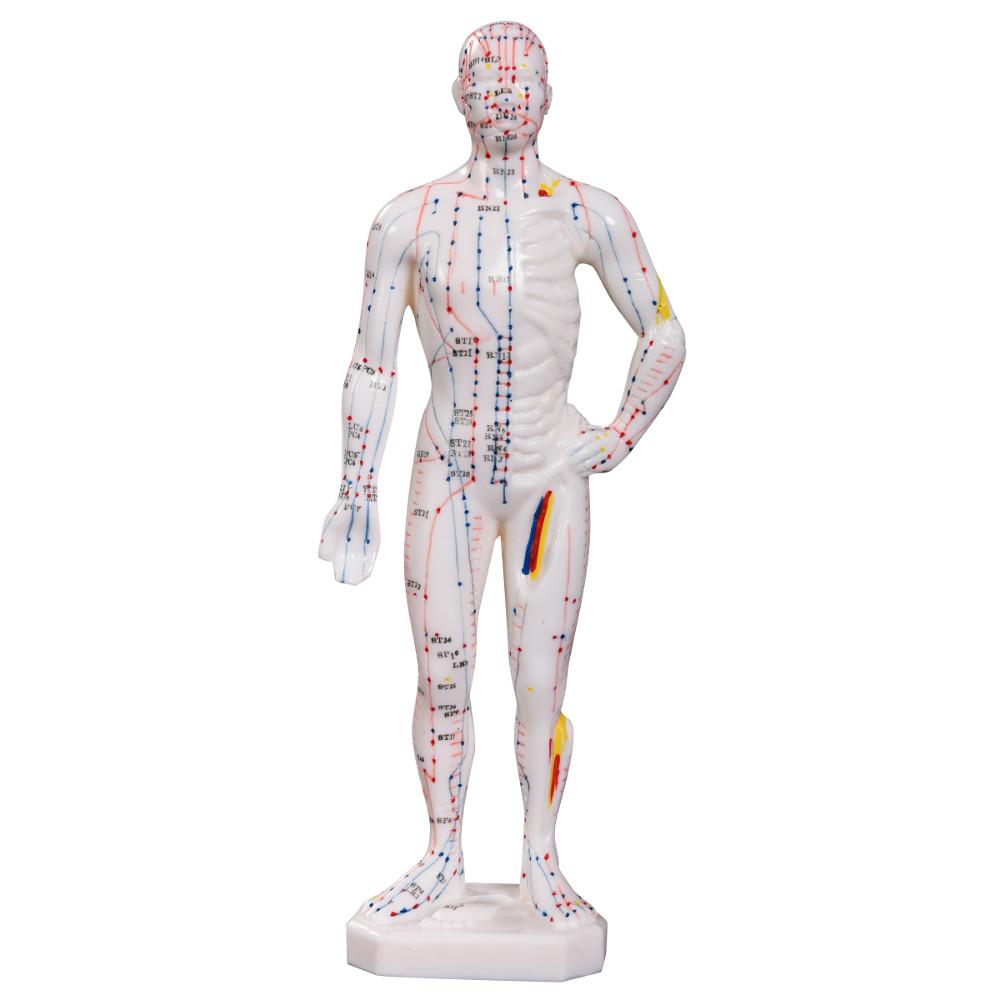 66Fit Acupuncture Male Model - 26cm Height Realistic Massage Doll for Pain Relief & Stress Relief - Perfect for Physical Therapy, Relaxation, and Home Use