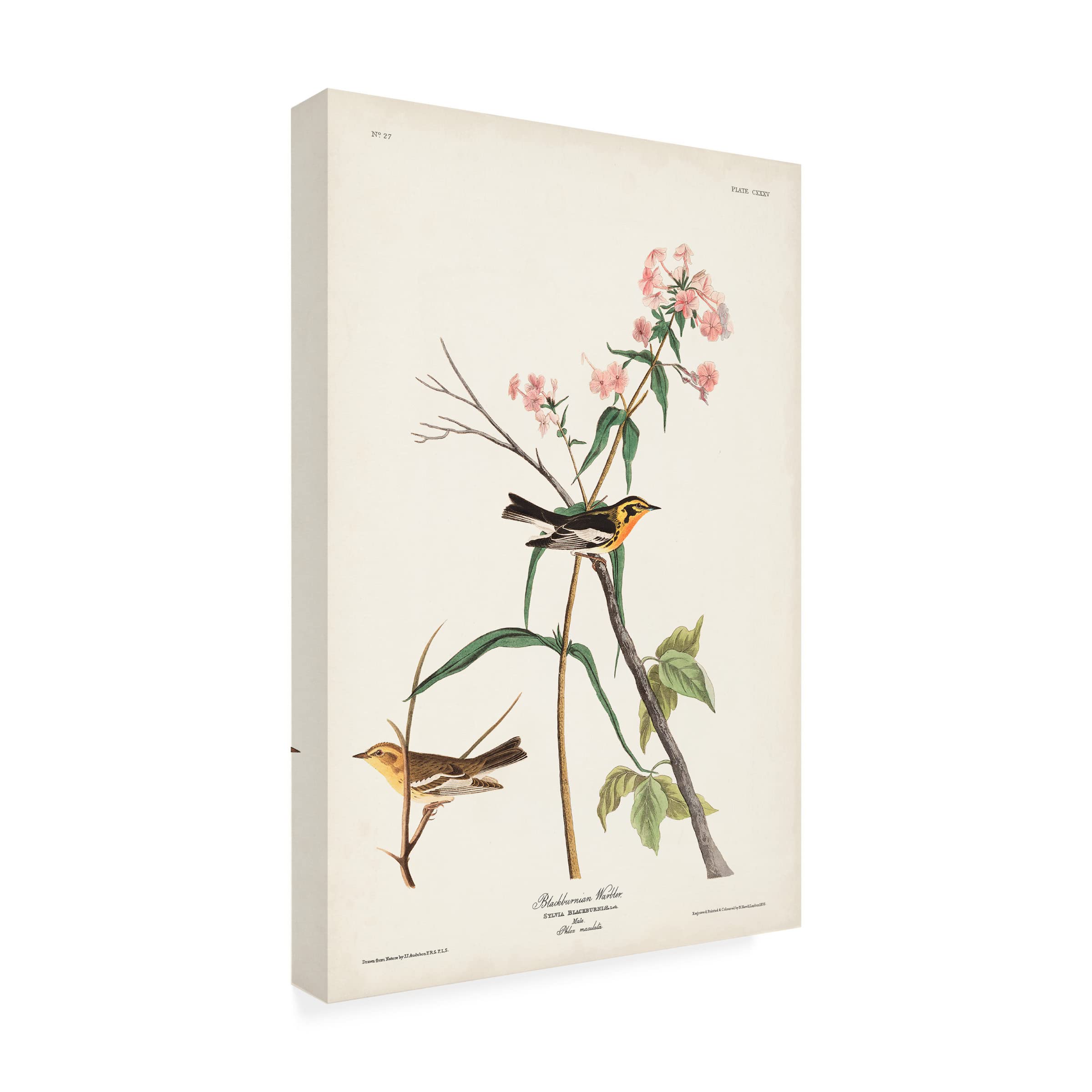 John James Audubon Blackburnian Warbler Canvas Art Print - 30x47 Inch Wildlife Bird Painting - Perfect for Living Room, Bedroom & Office Wall Decor