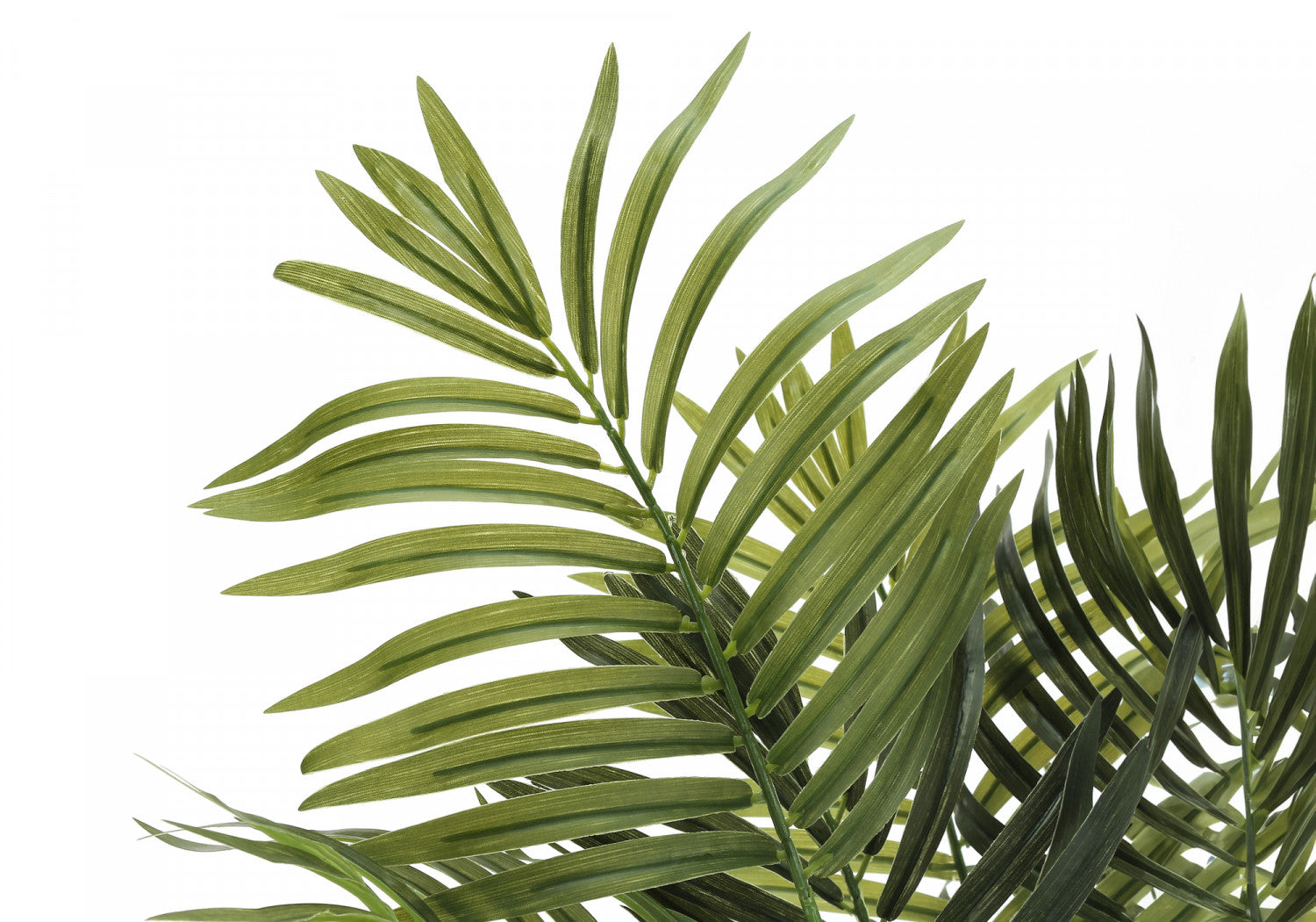 47 Areca Palm Trees with 5 Black Pots - Indoor/Outdoor Tropical Plants for Home, Office & Garden Decor