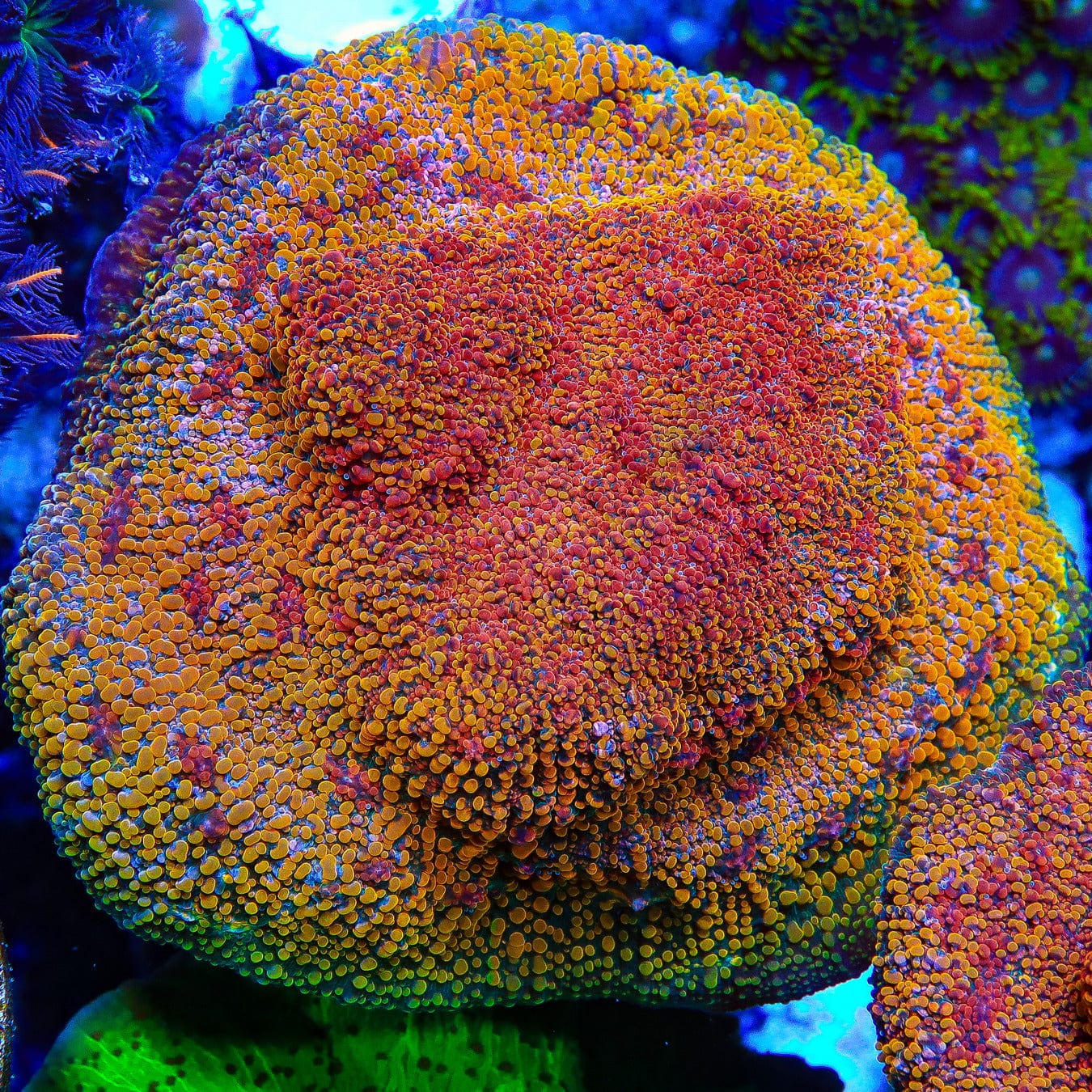 CC Cloudberry Chalice Coral - Premium Saltwater Aquarium Coral for Reef Tanks | Perfect for Marine Fish Tanks & Coral Propagation