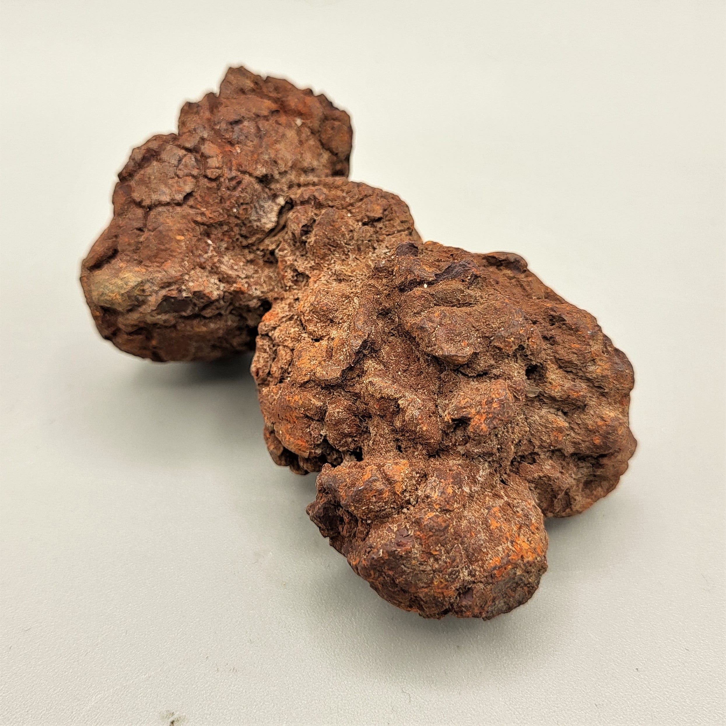 Authentic Coprolite Fossil Specimen - Dinosaur Poop Fossil for Collectors, Science Education & Home Decor | Perfect for Paleontology Enthusiasts & Unique Gift Ideas