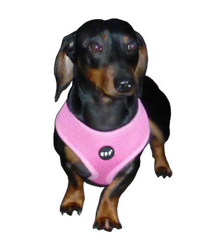 Soft Mesh Dog Harness for Small Puppies - Adjustable & Breathable Black Pet Travel Vest - Perfect for Walking, Hiking & Outdoor Adventures