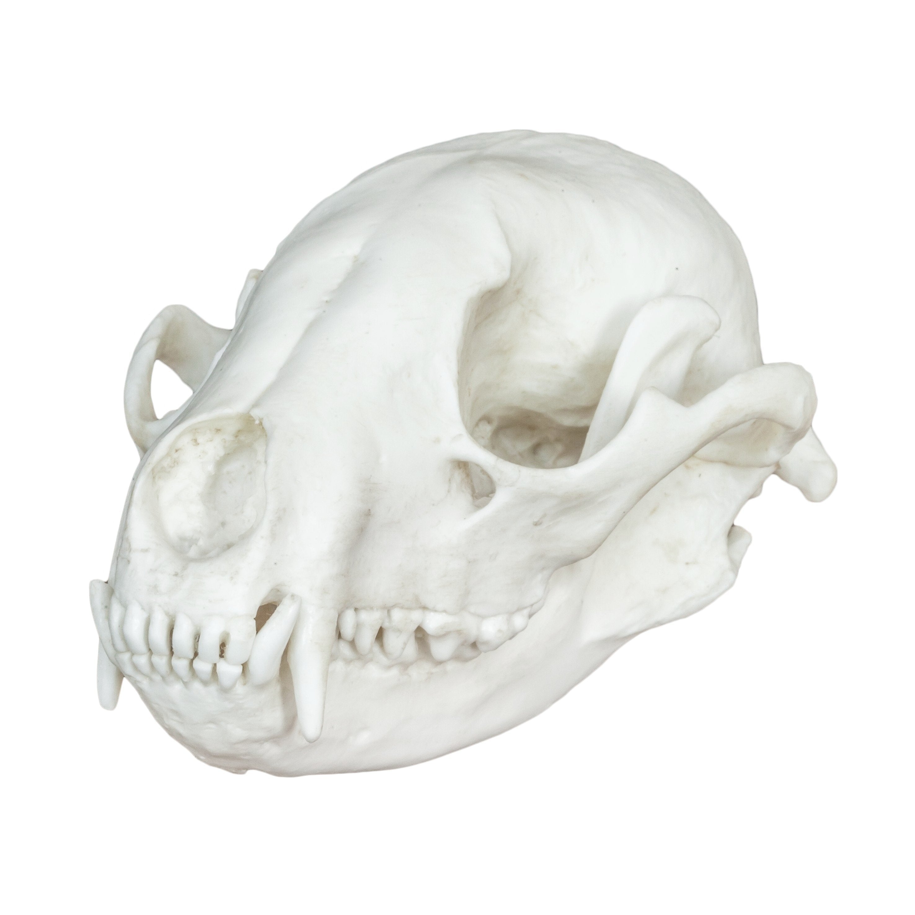 Realistic Replica Raccoon Skull - High-Quality Animal Skull Model for Halloween Decor, Gothic Home Decor, Biology Study & Taxidermy Display