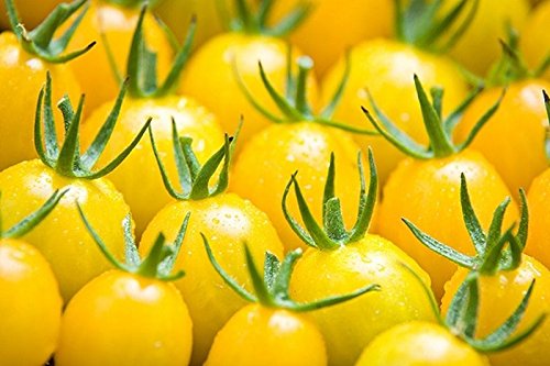 High-Yield Small Yellow Cherry Tomato Seeds (10-Pack) - Perfect for Home Gardens, Containers & Fresh Salads