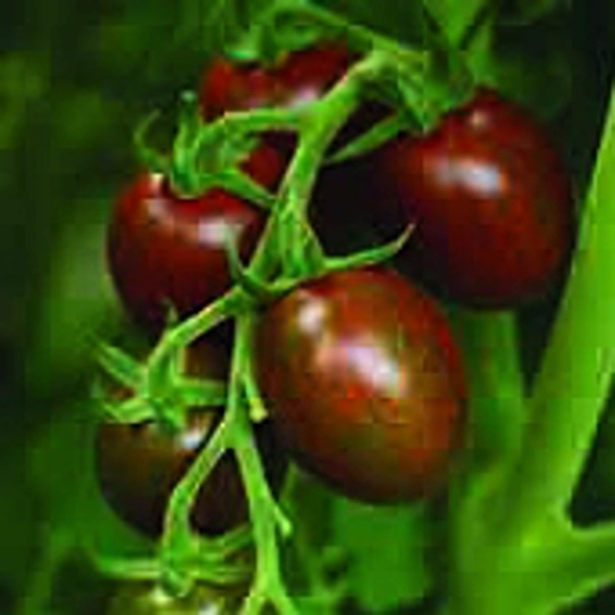 Non-GMO Chocolate Sprinkles Tomato Seeds (20+ Seeds) - Heirloom Vegetable Fruit Seeds for Planting | Perfect for Home Garden, Greenhouse & Container Gardening | Great for Salads, Sauces & Fresh Eating