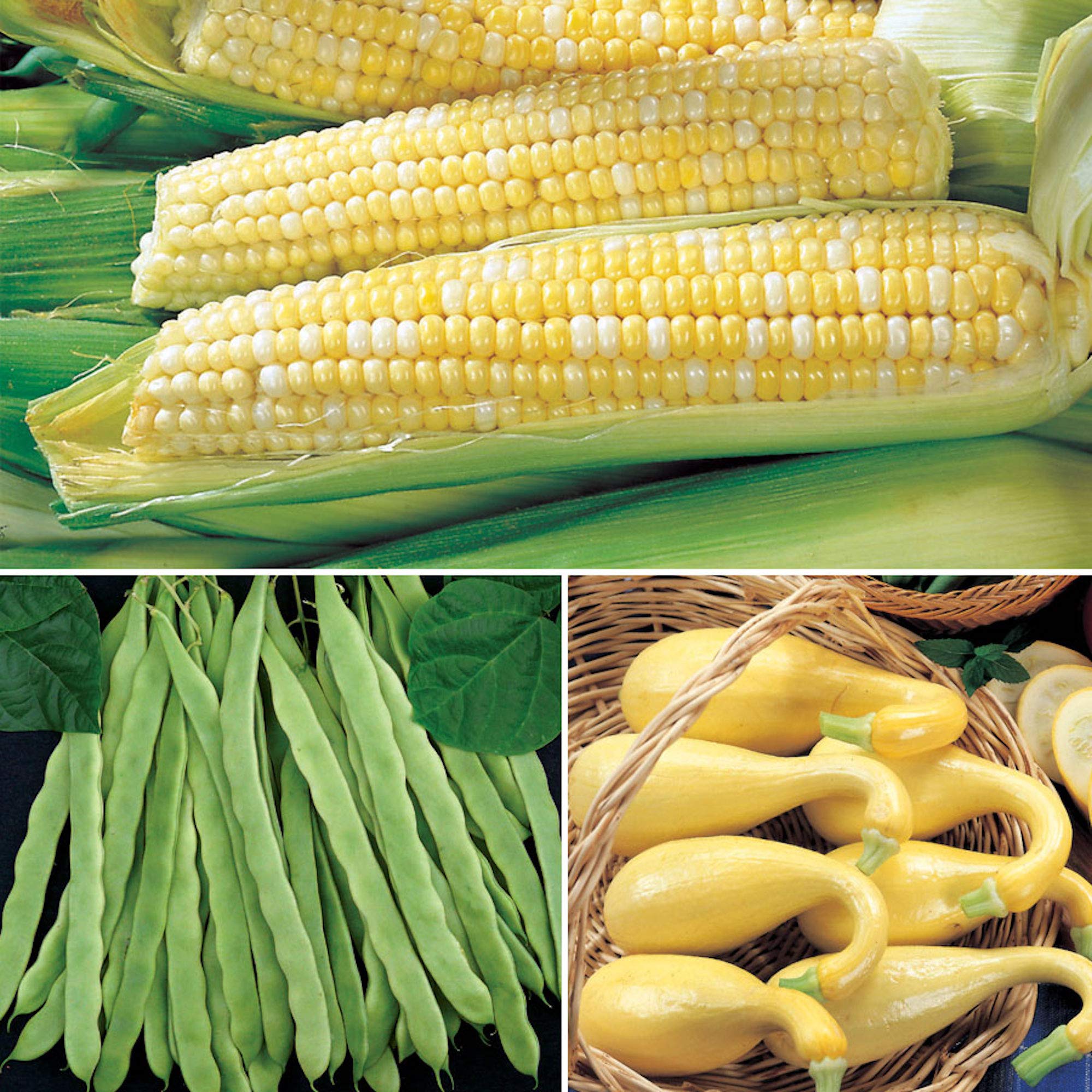Organic Bean Seeds for Planting - Grow Your Own Spring Garden Vegetables | 3 Sisters Collection | Pack of 320 Seeds | Perfect for Home Gardening, Survival Food & Sustainable Farming