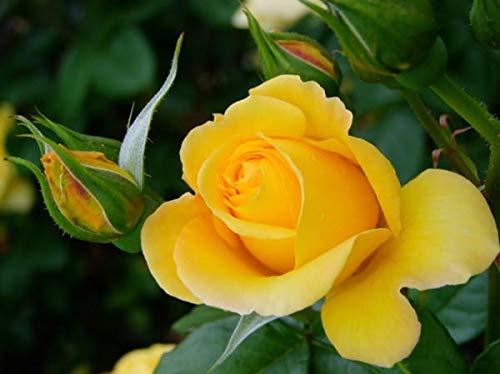 Elwyn 100 Yellow Rose Flower Seeds for Planting - Non-GMO, Heirloom, Easy to Grow - Perfect for Garden, Landscaping, and DIY Wedding Bouquets