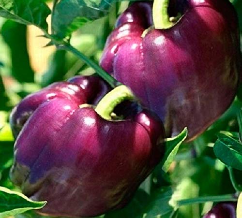 Organic Non-GMO Purple Heirloom Sweet Bell Pepper Seeds - Perfect for Home Gardening, Vegetable Patches & Sustainable Farming